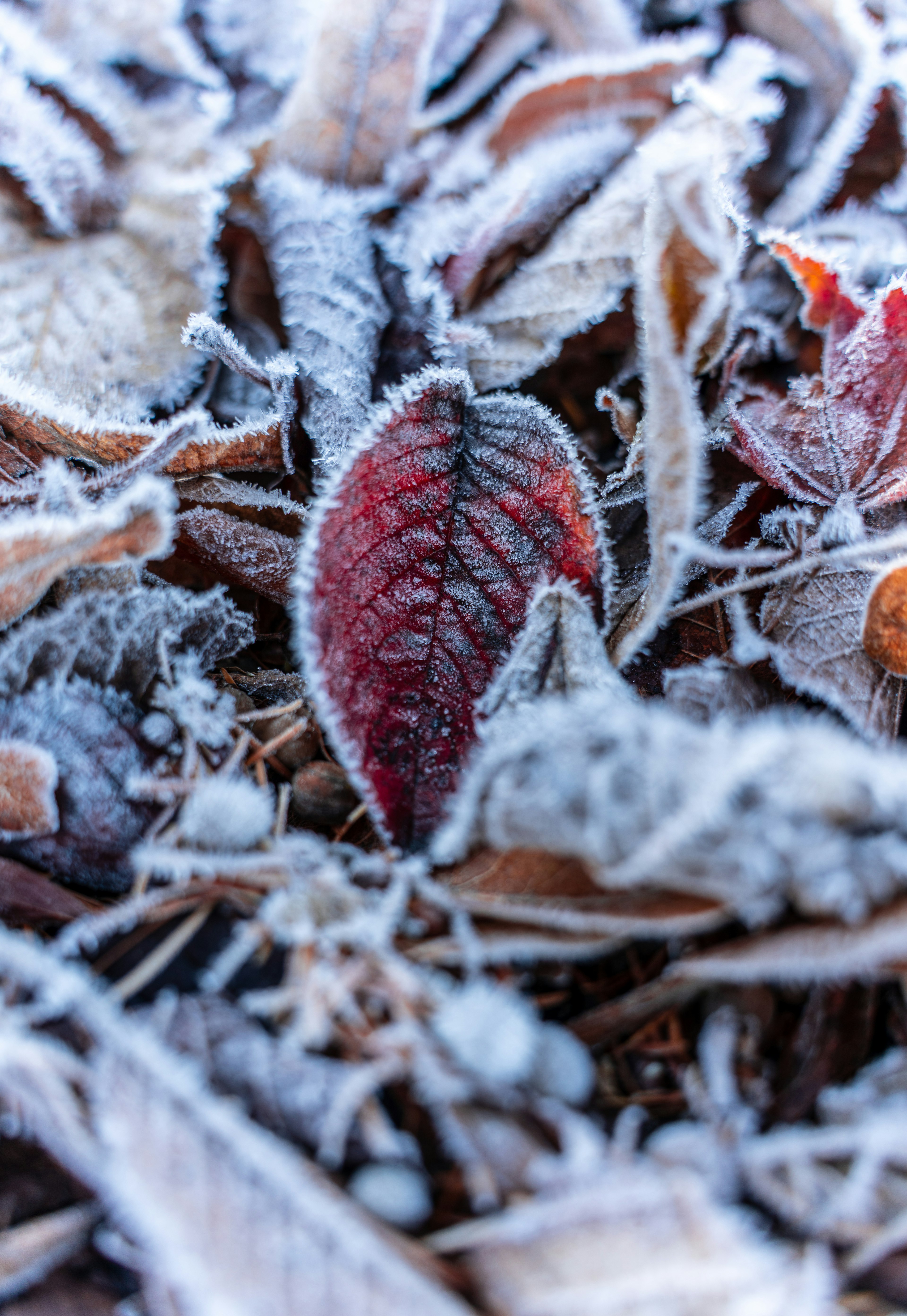 Ein rotes Blatt sticht aus dem mit Frost bedeckten Laub in einer Winterlandschaft hervor