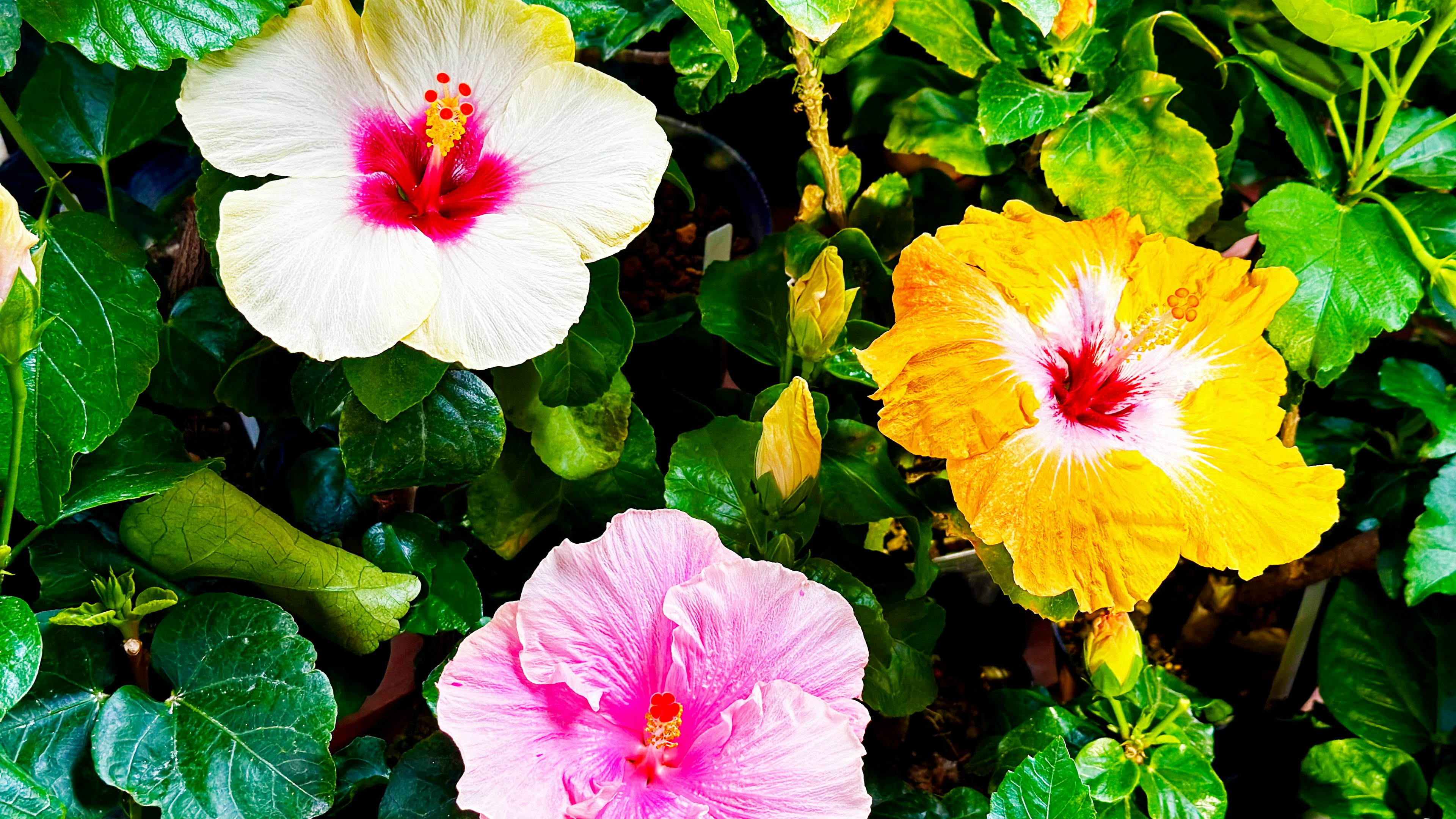 Bunga hibiscus berwarna-warni dikelilingi oleh daun hijau