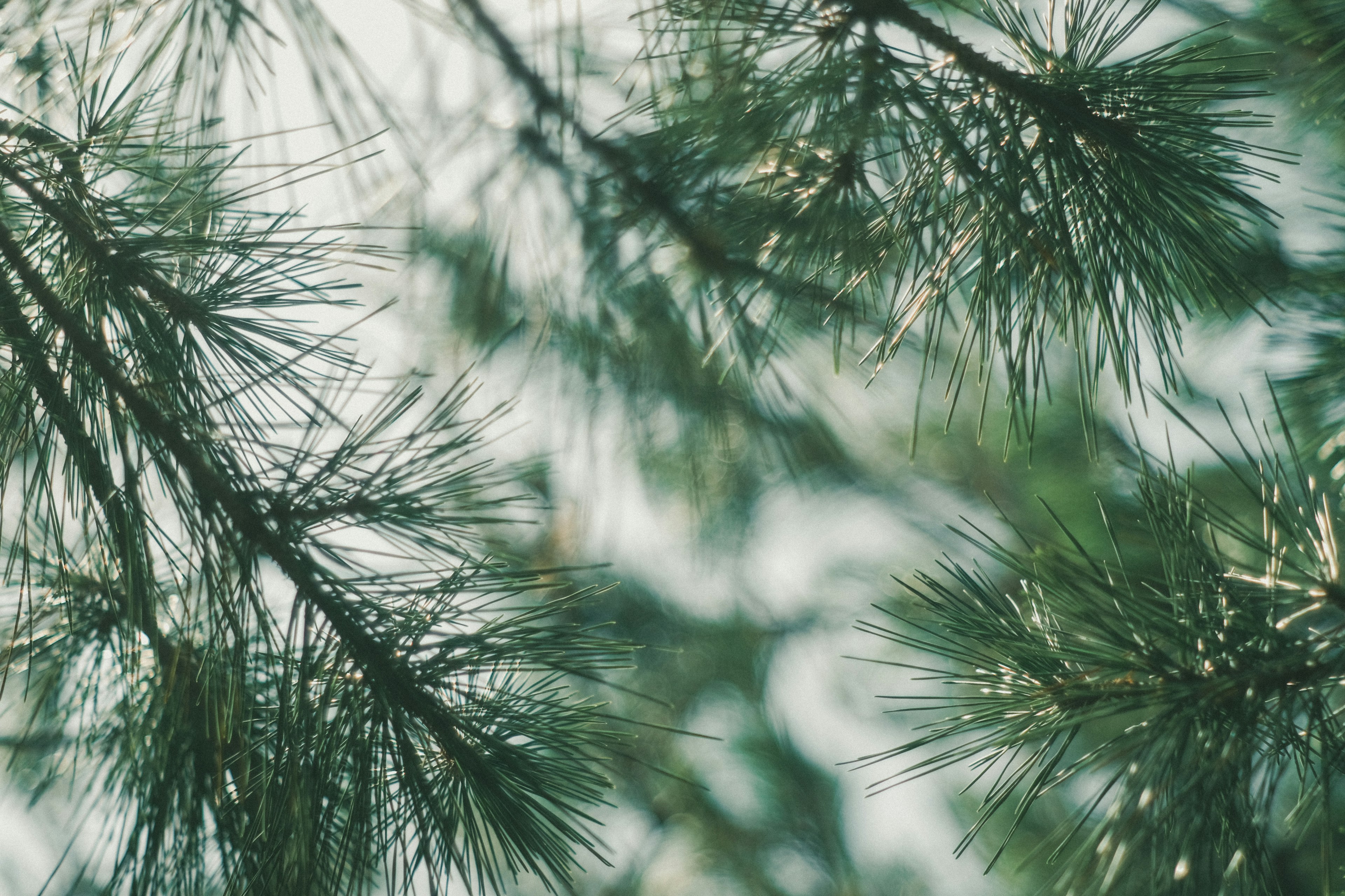 Gambar jarum pinus hijau dengan latar belakang kabur