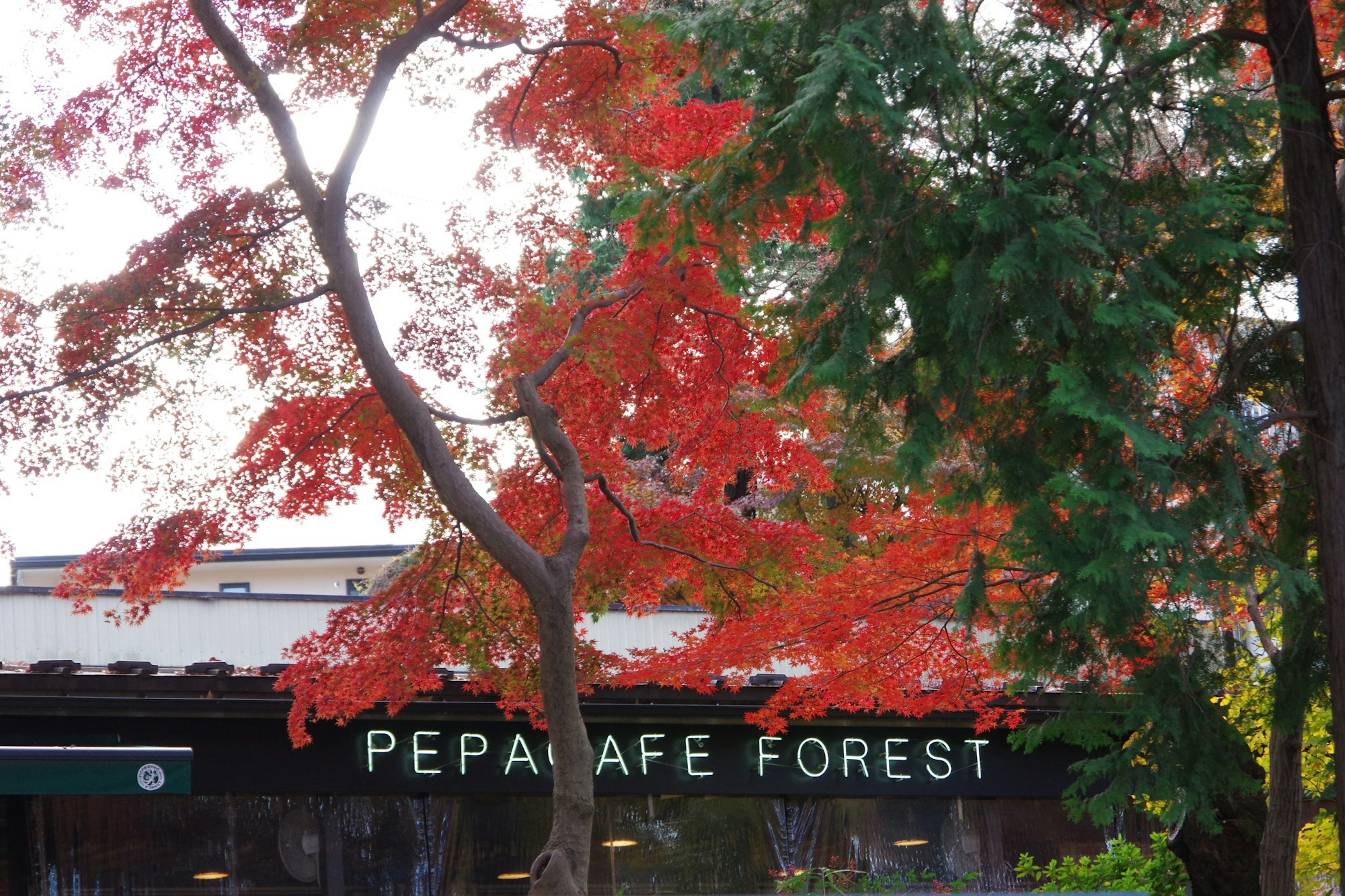 ทิวทัศน์ที่มีใบไม้สีแดงสดและป้าย PEPA CAFE FOREST