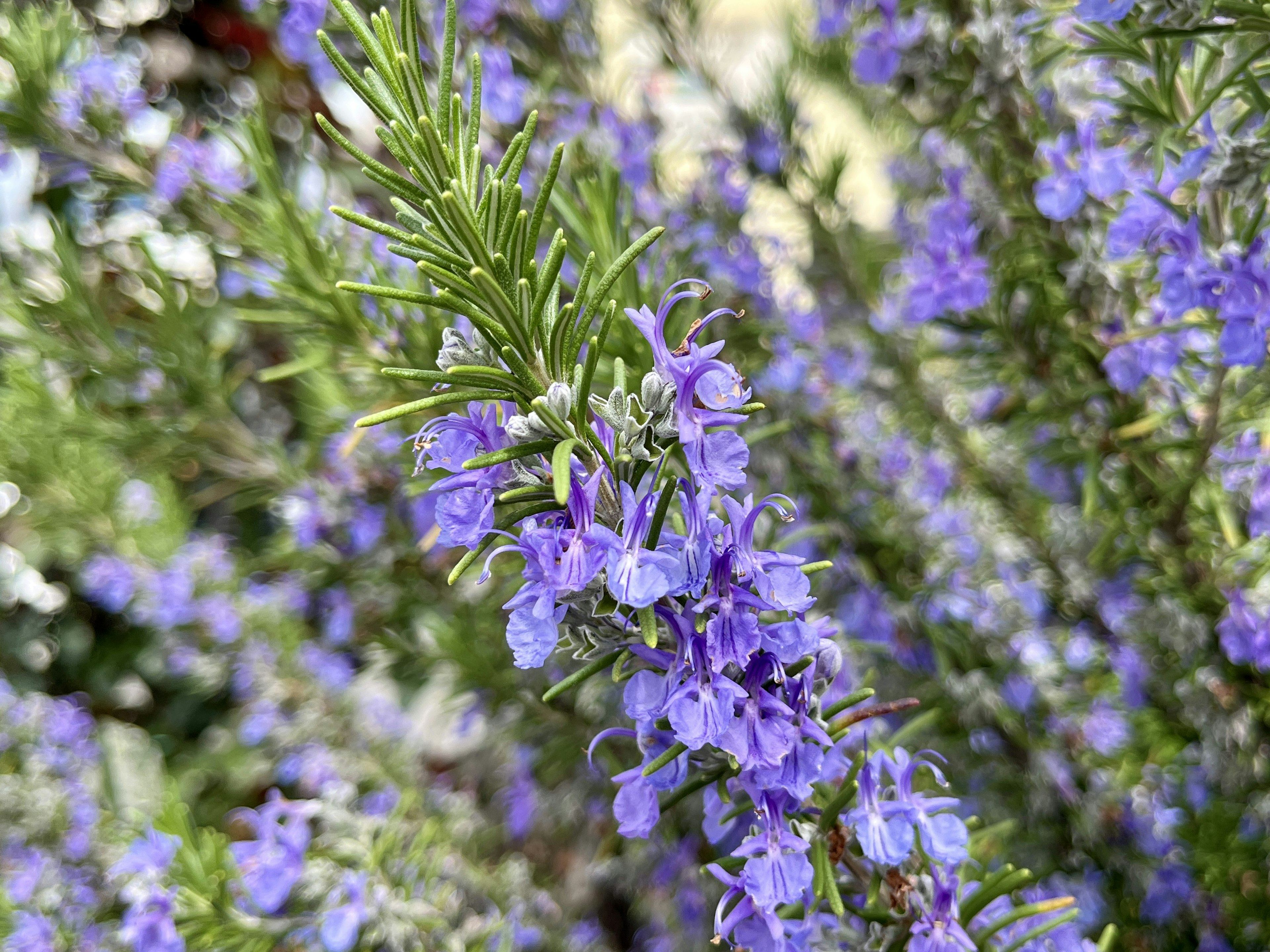 Zweig des Rosmarins mit lila Blüten und grünen Blättern