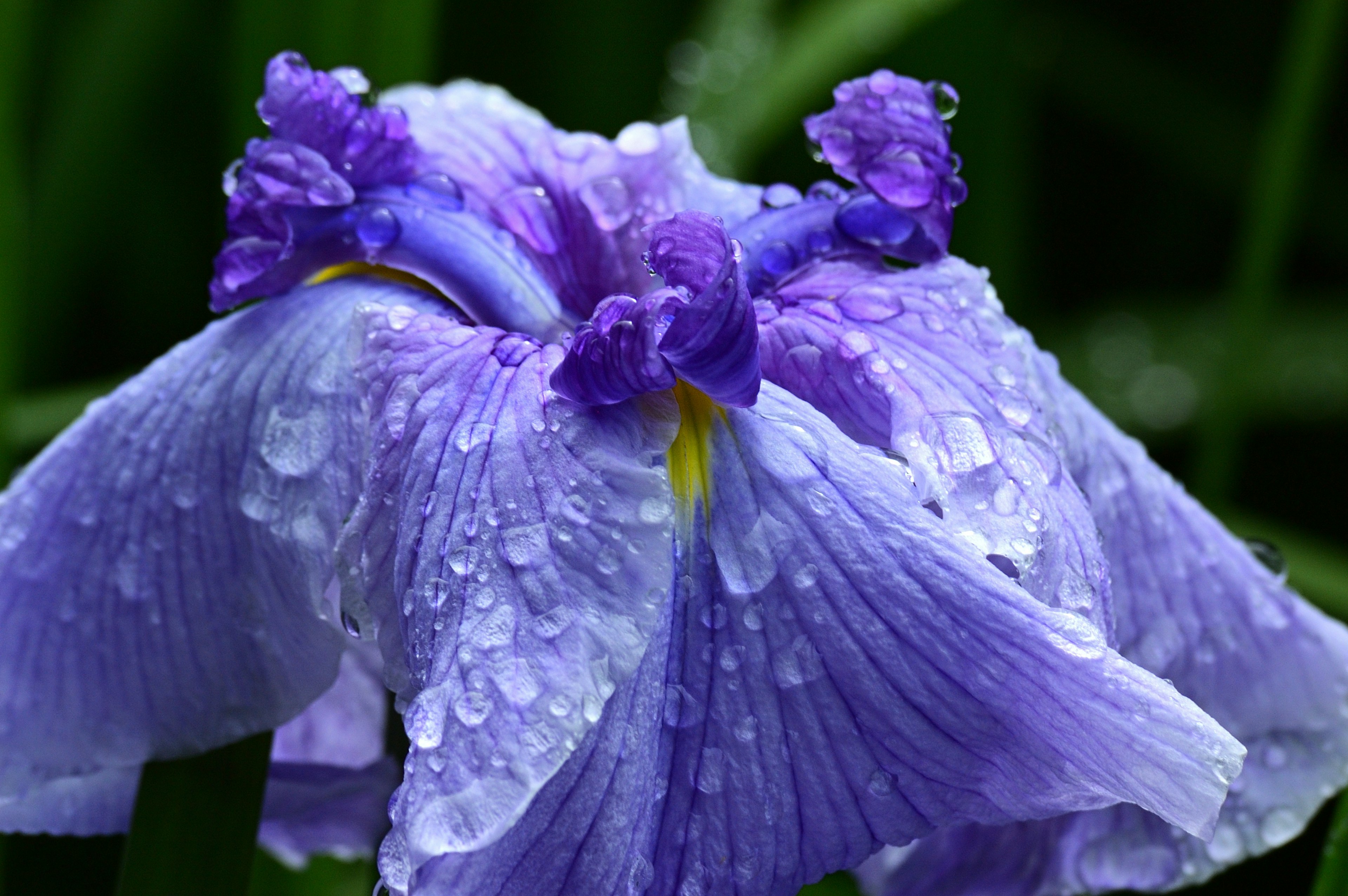 Bellissimo fiore viola con gocce d'acqua sui petali