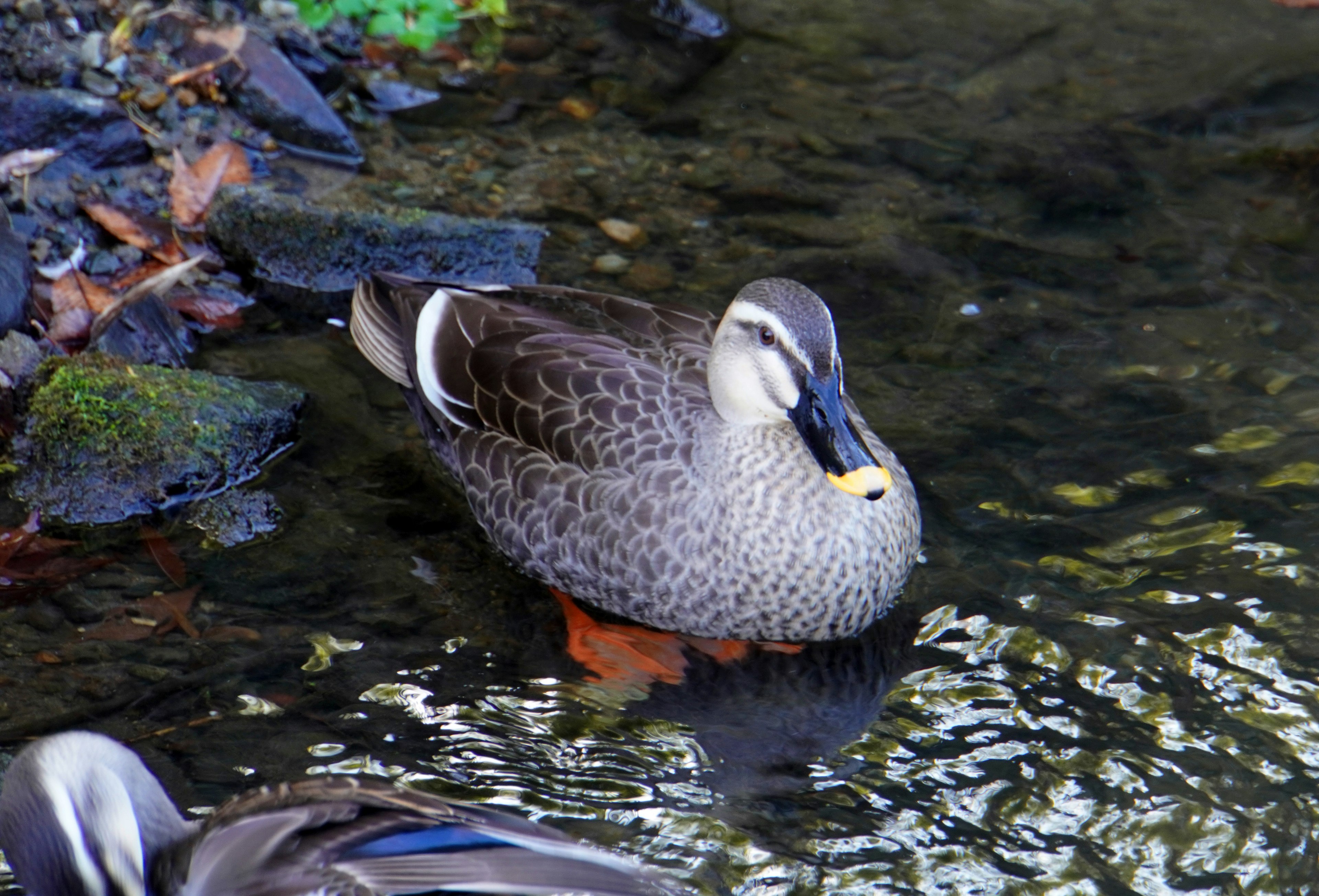 Pato hembra de ánade real en el agua con plumas marrones y grises