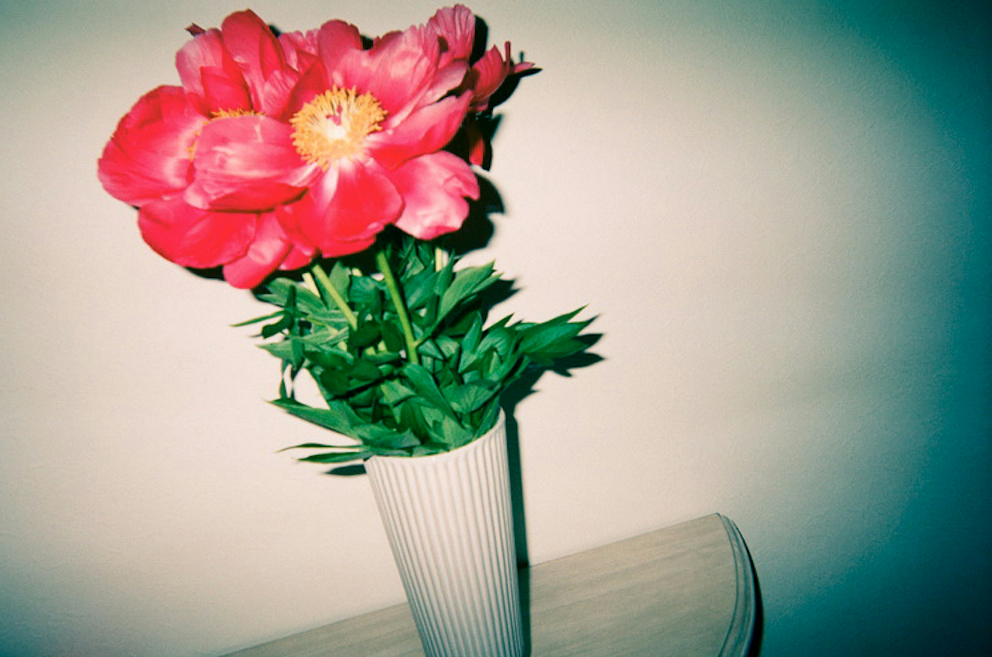 A vibrant red flower in a white vase placed on a table