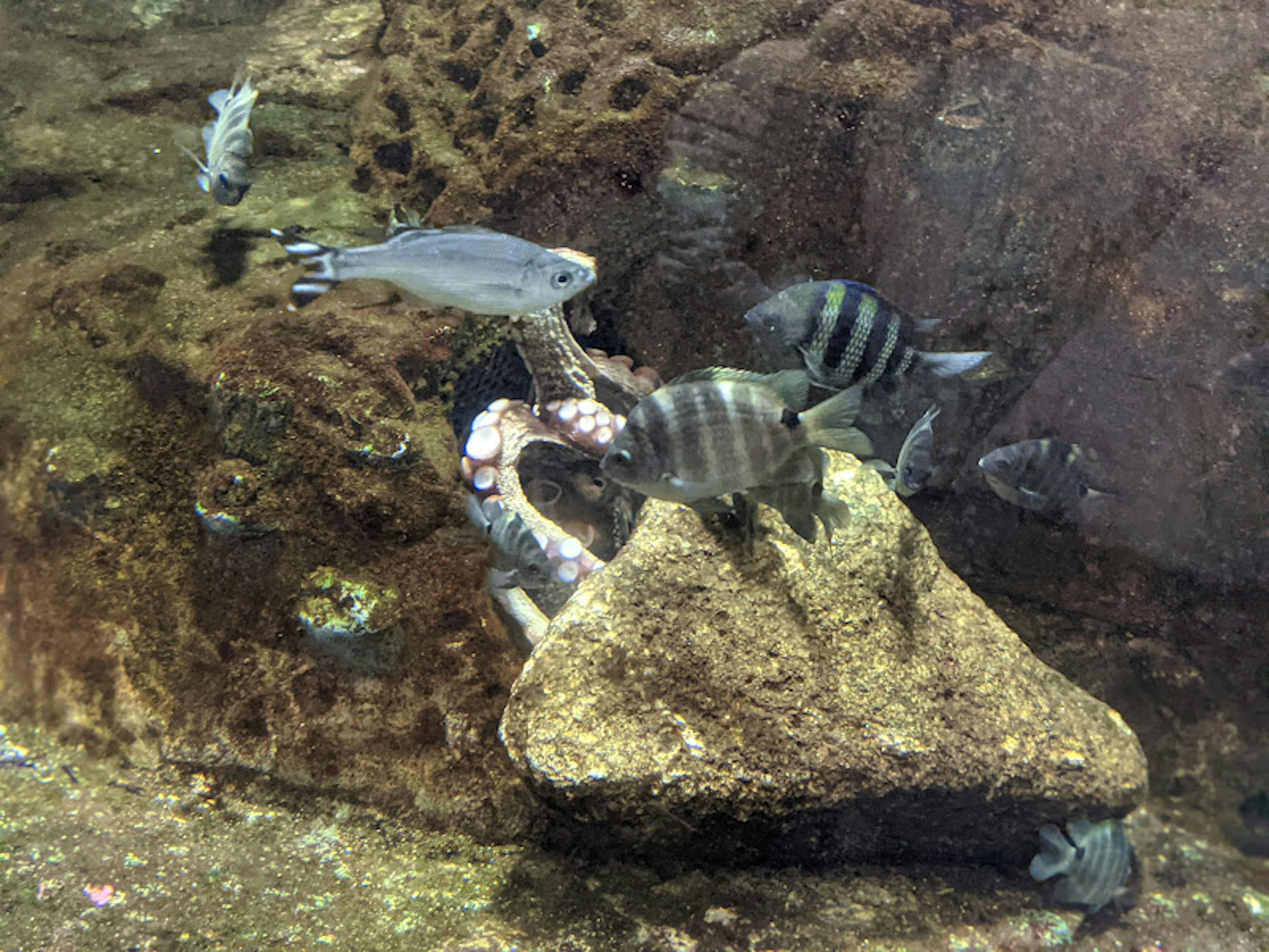 水中の岩の上で泳ぐ魚たちと周囲の水草