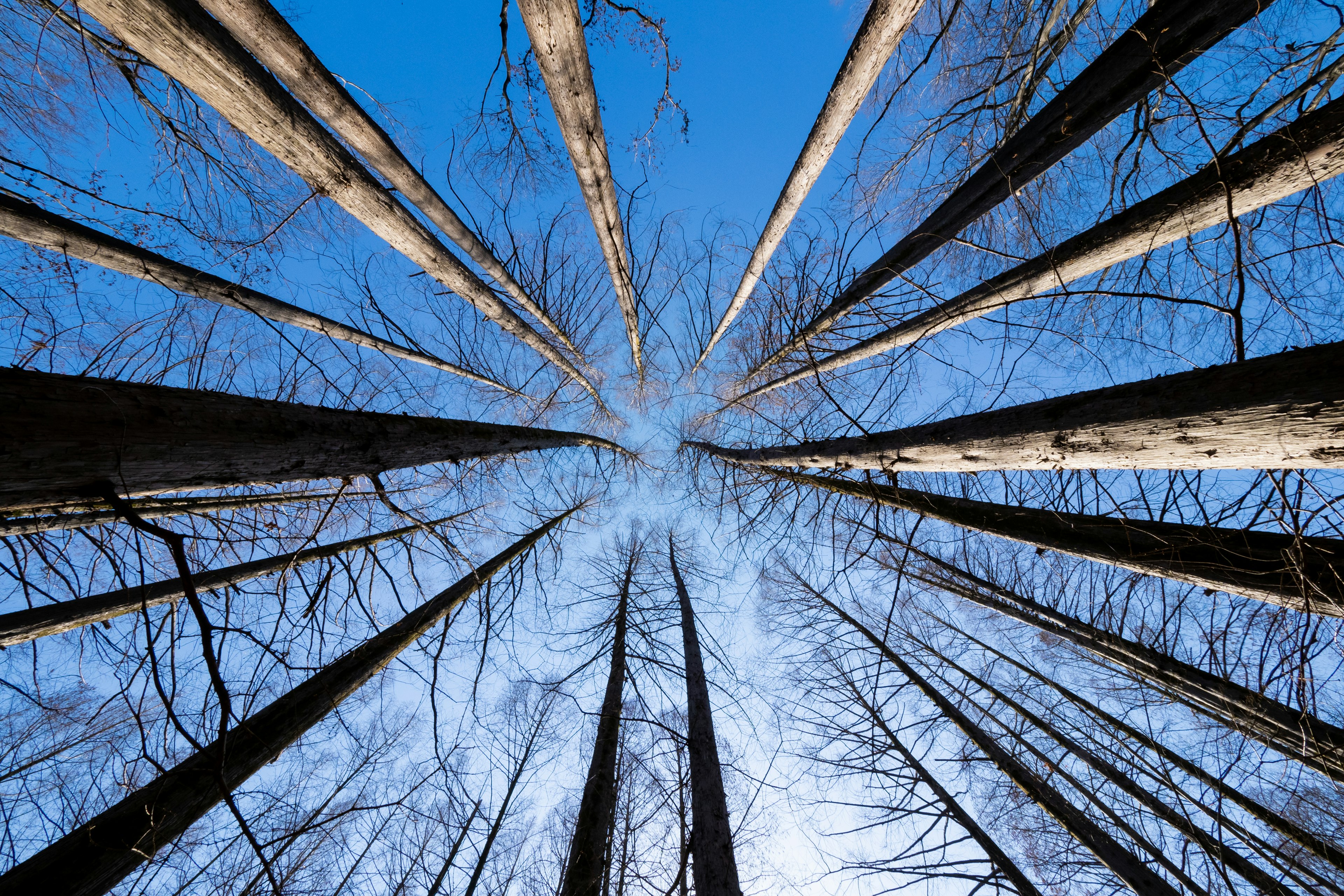 A view of tree trunks radiating towards a blue sky