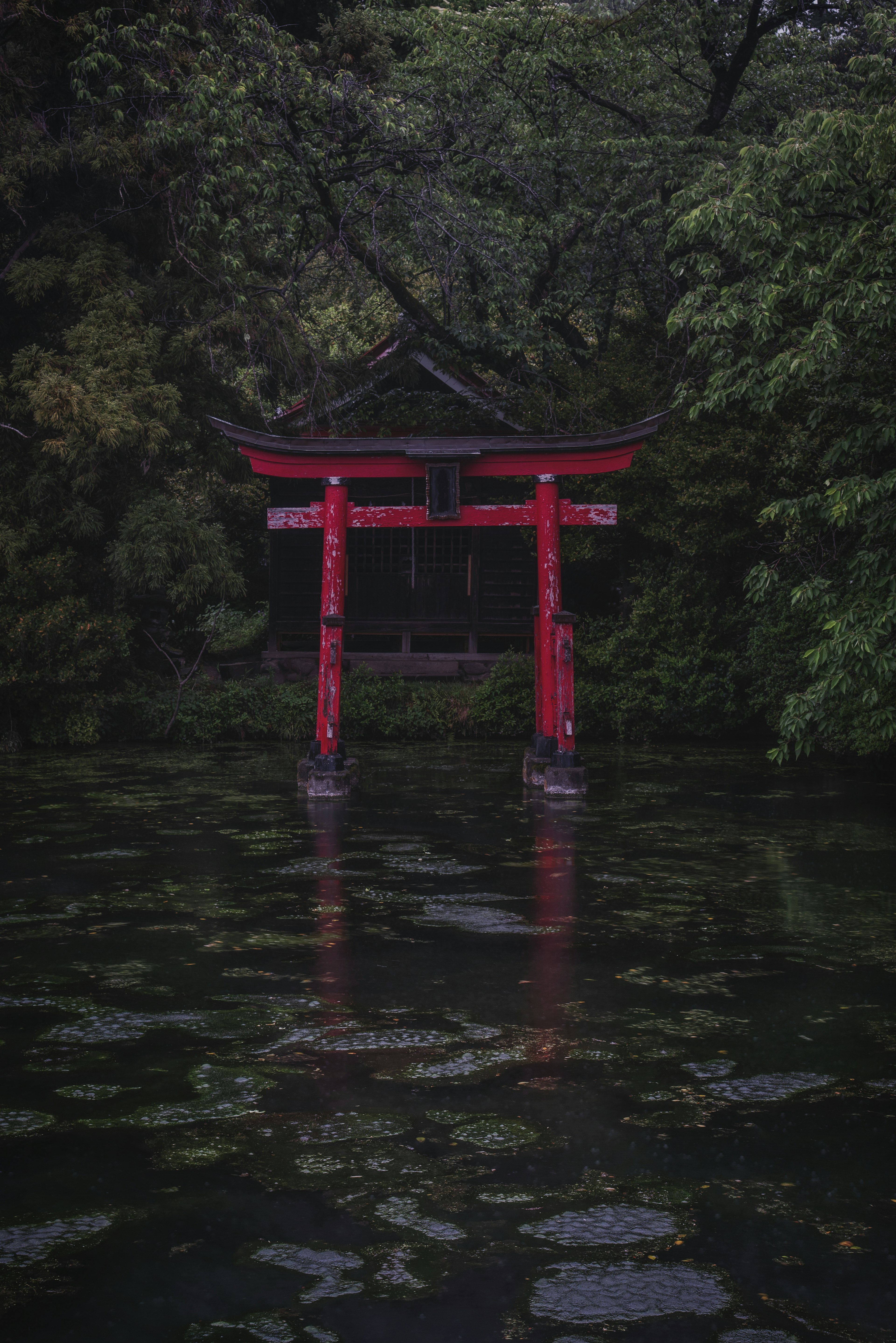 静かな池に映る赤い鳥居の風景