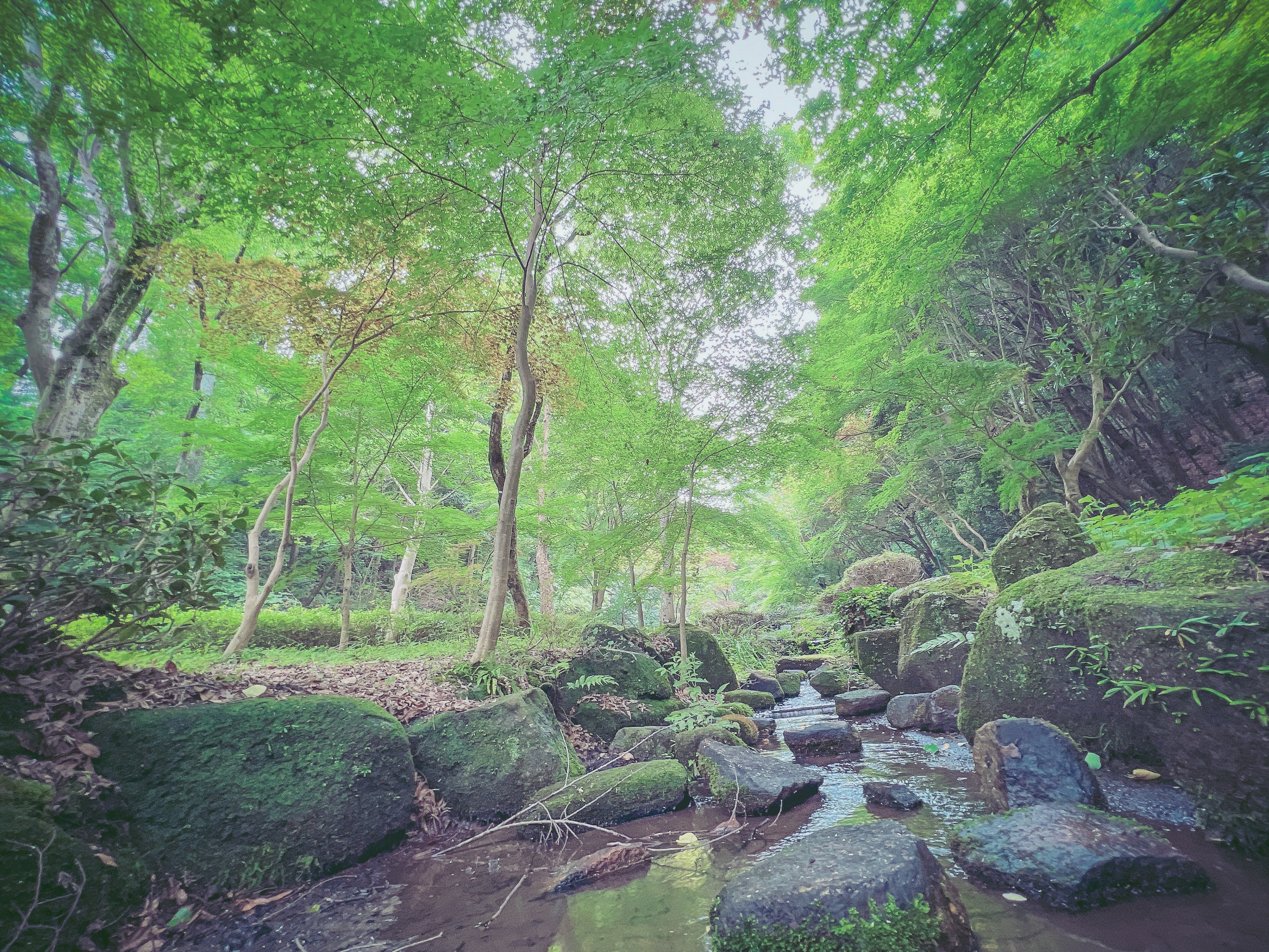 緑豊かな森の中に流れる小川と岩