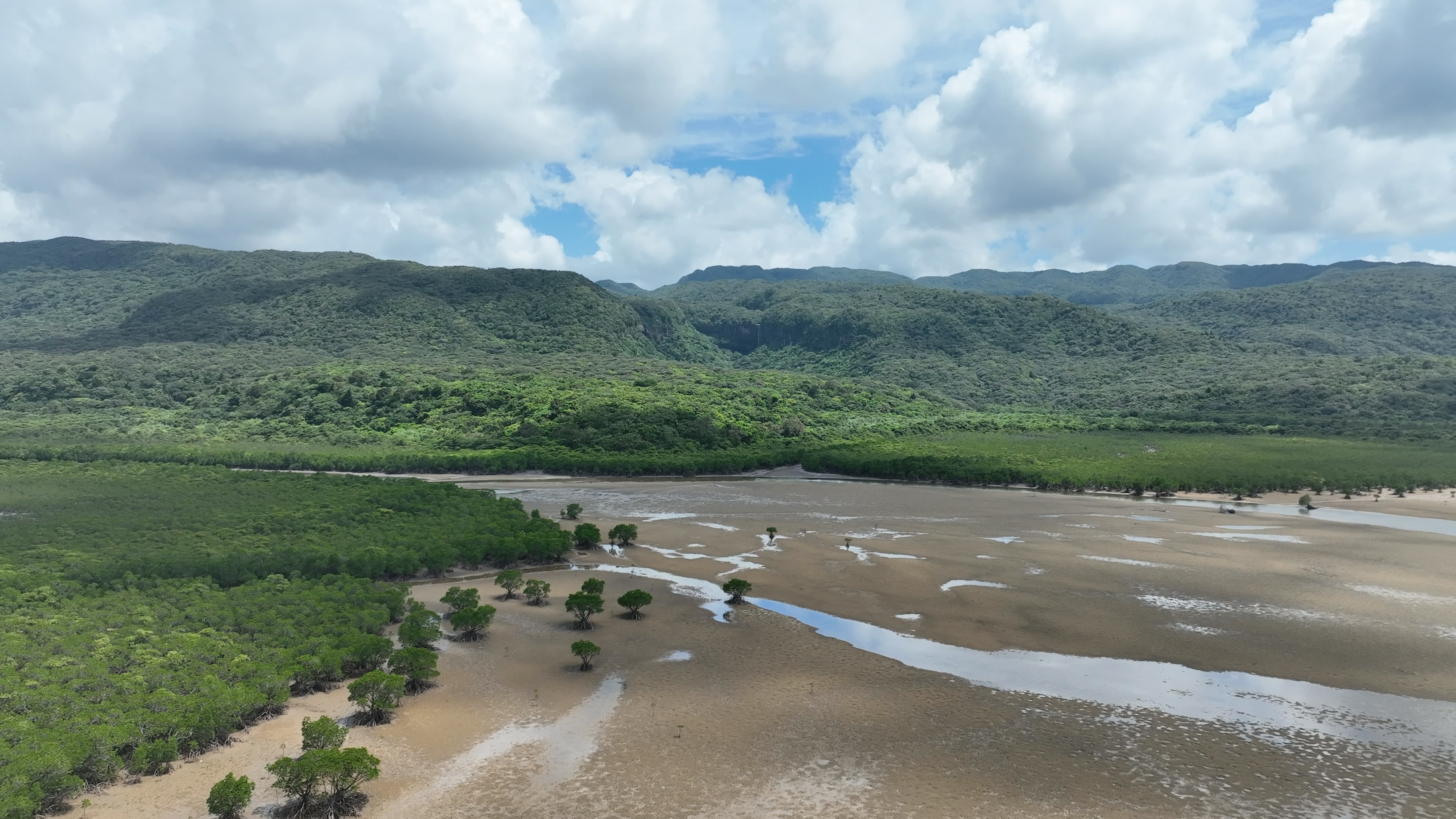 Paysage de mangroves luxuriantes et de vastes vasières