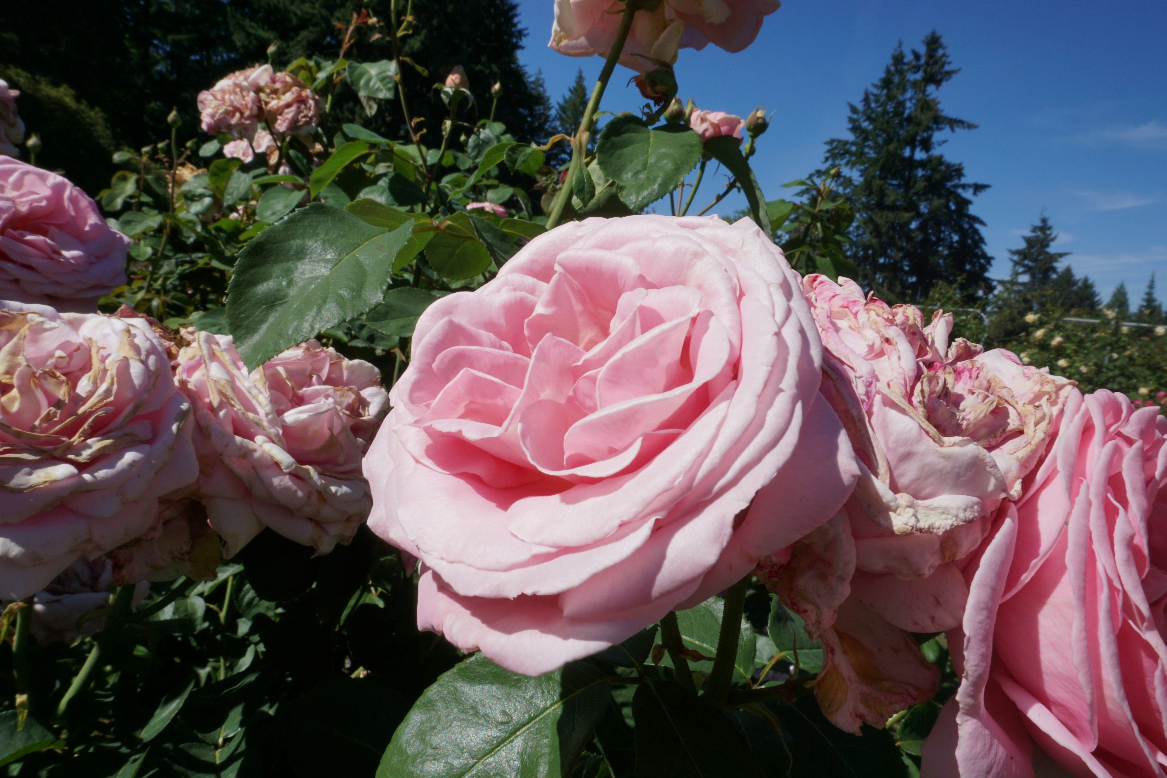 Acercamiento de hermosas rosas rosas floreciendo en un jardín