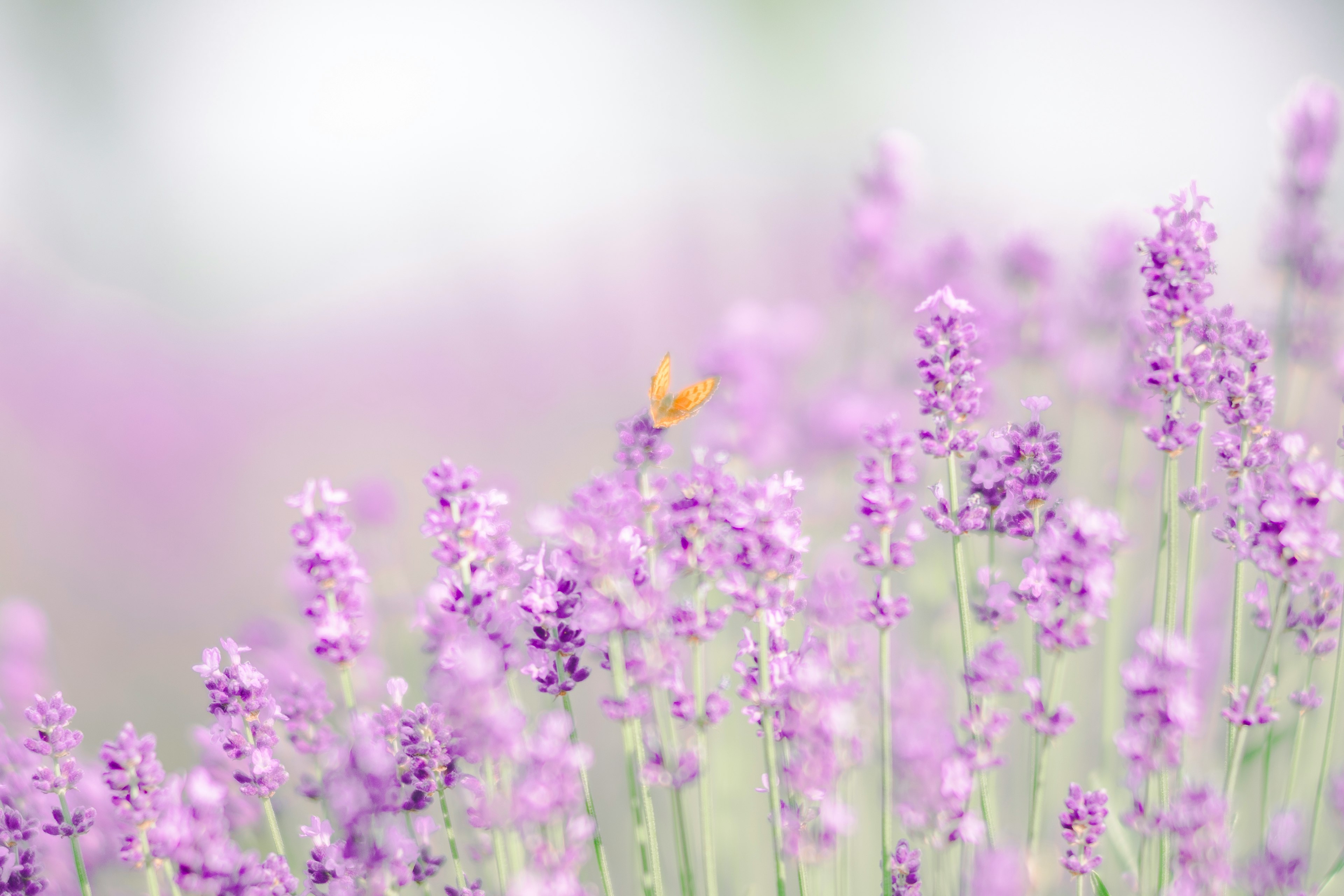 紫色のラベンダーの花が咲いている風景　背景がぼやけた柔らかな印象