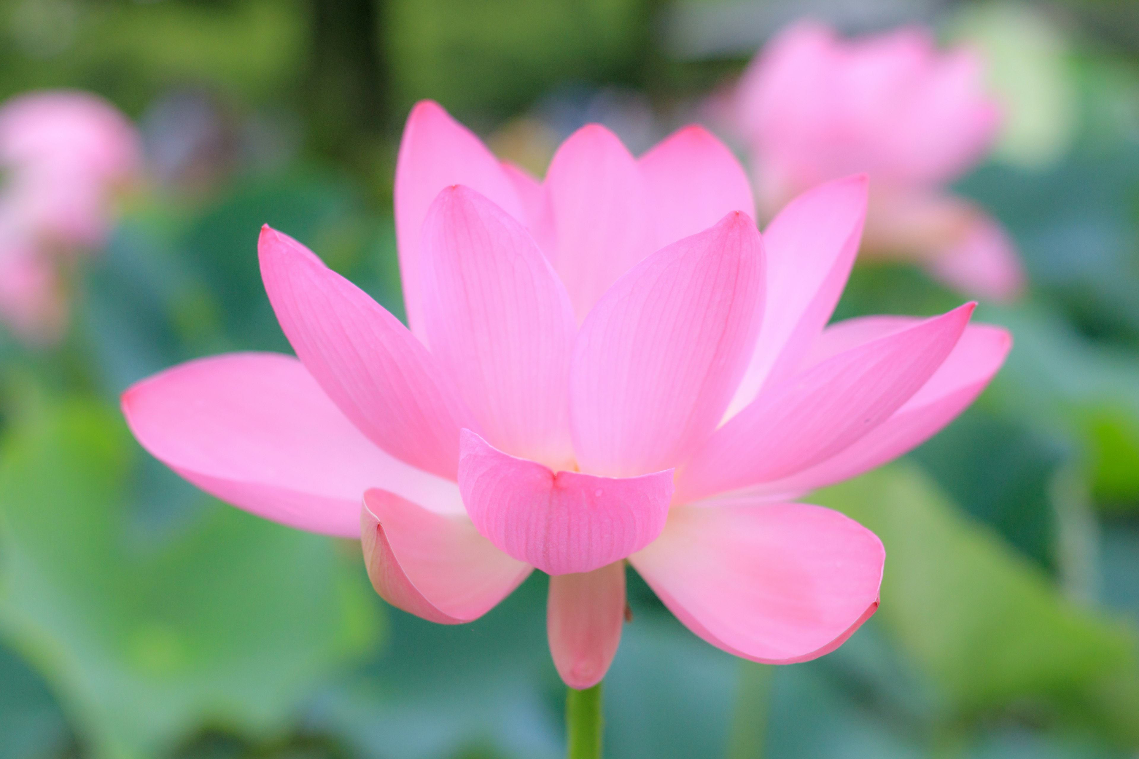 Beautiful pink lotus flower blooming among green leaves