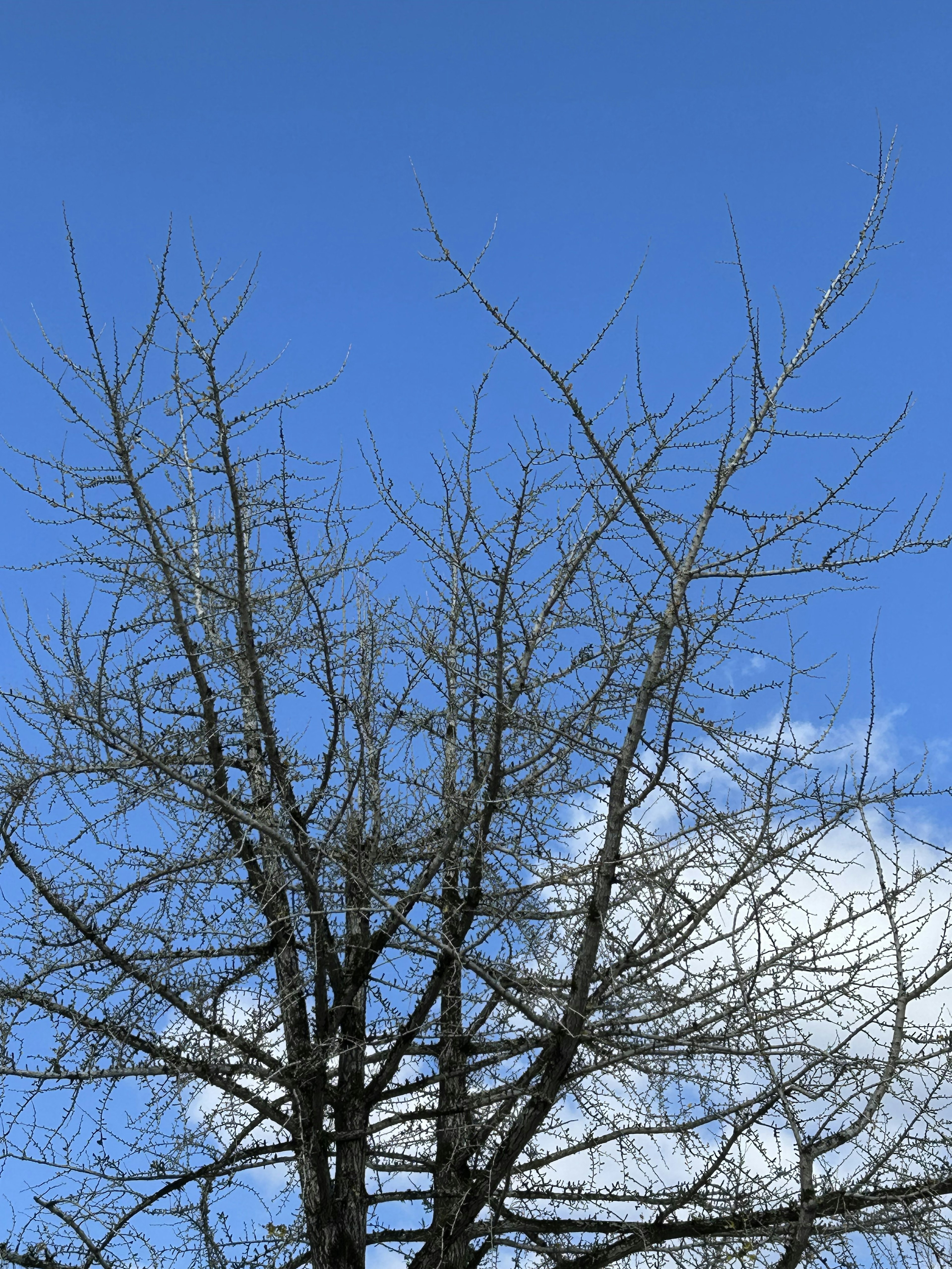 Ramas desnudas de un árbol contra un cielo azul claro