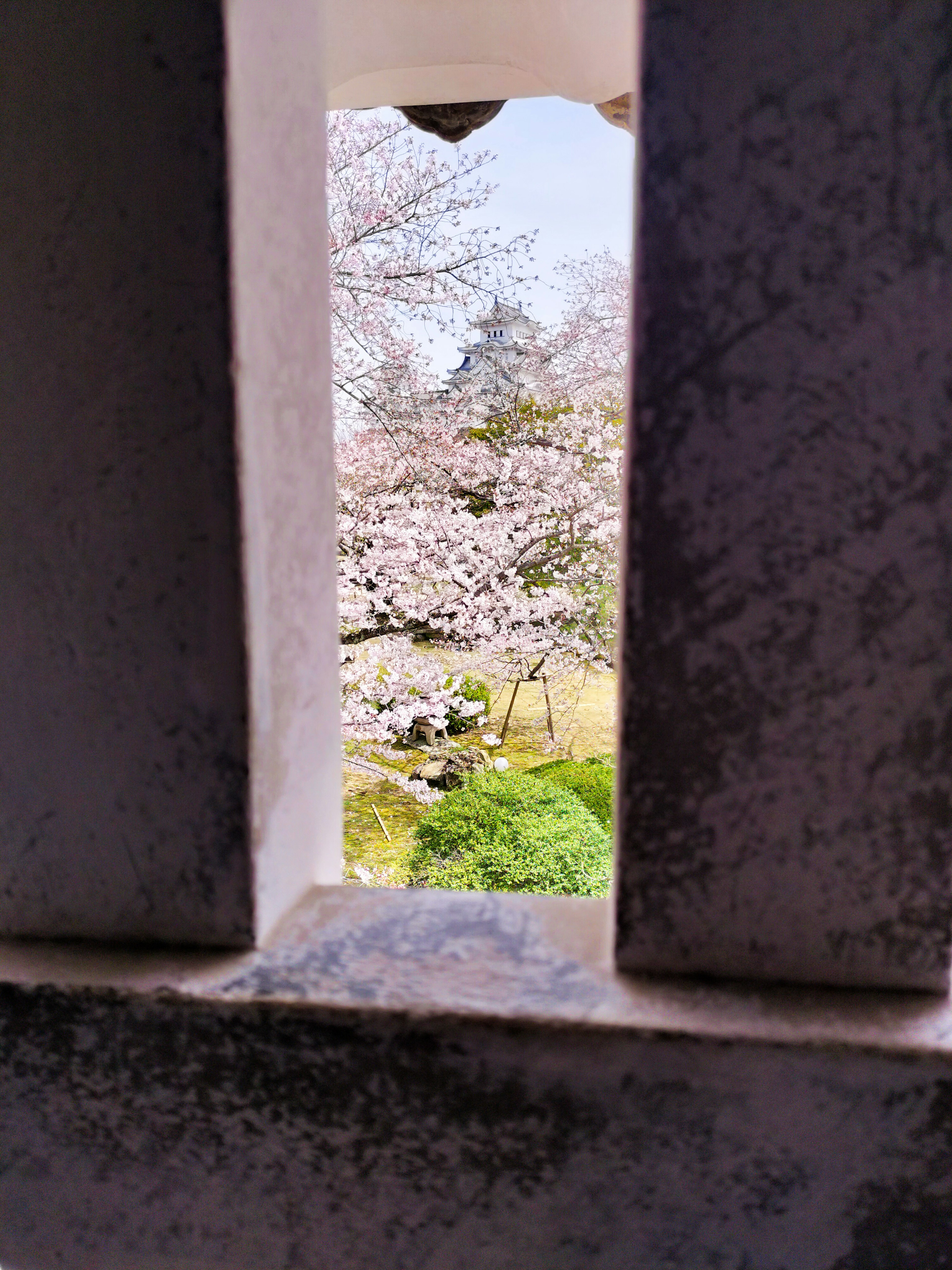 Vue sur des cerisiers en fleurs à travers une ouverture étroite