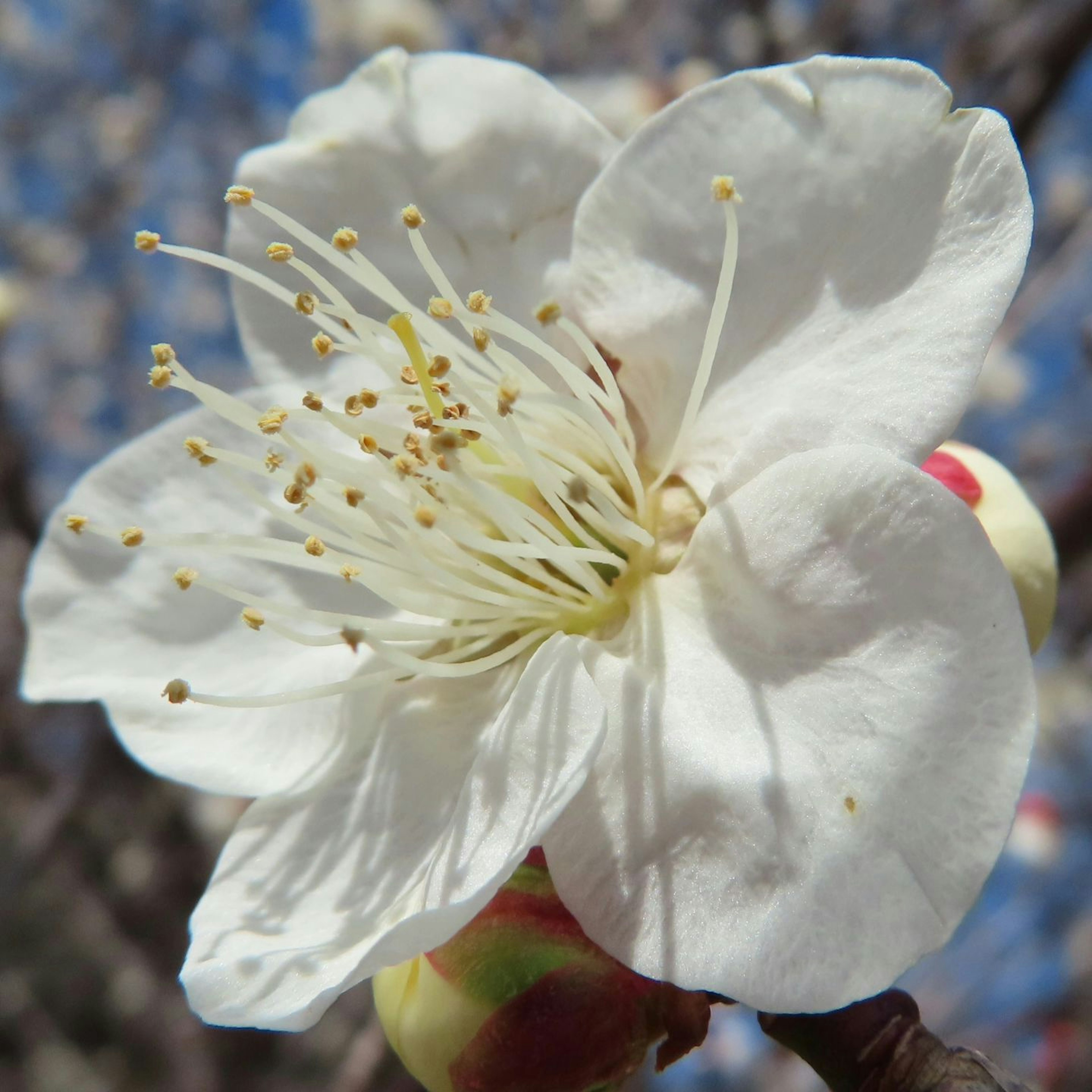 Nahaufnahme einer Aprikosenblüte mit weißen Blütenblättern und gelben Staubblättern