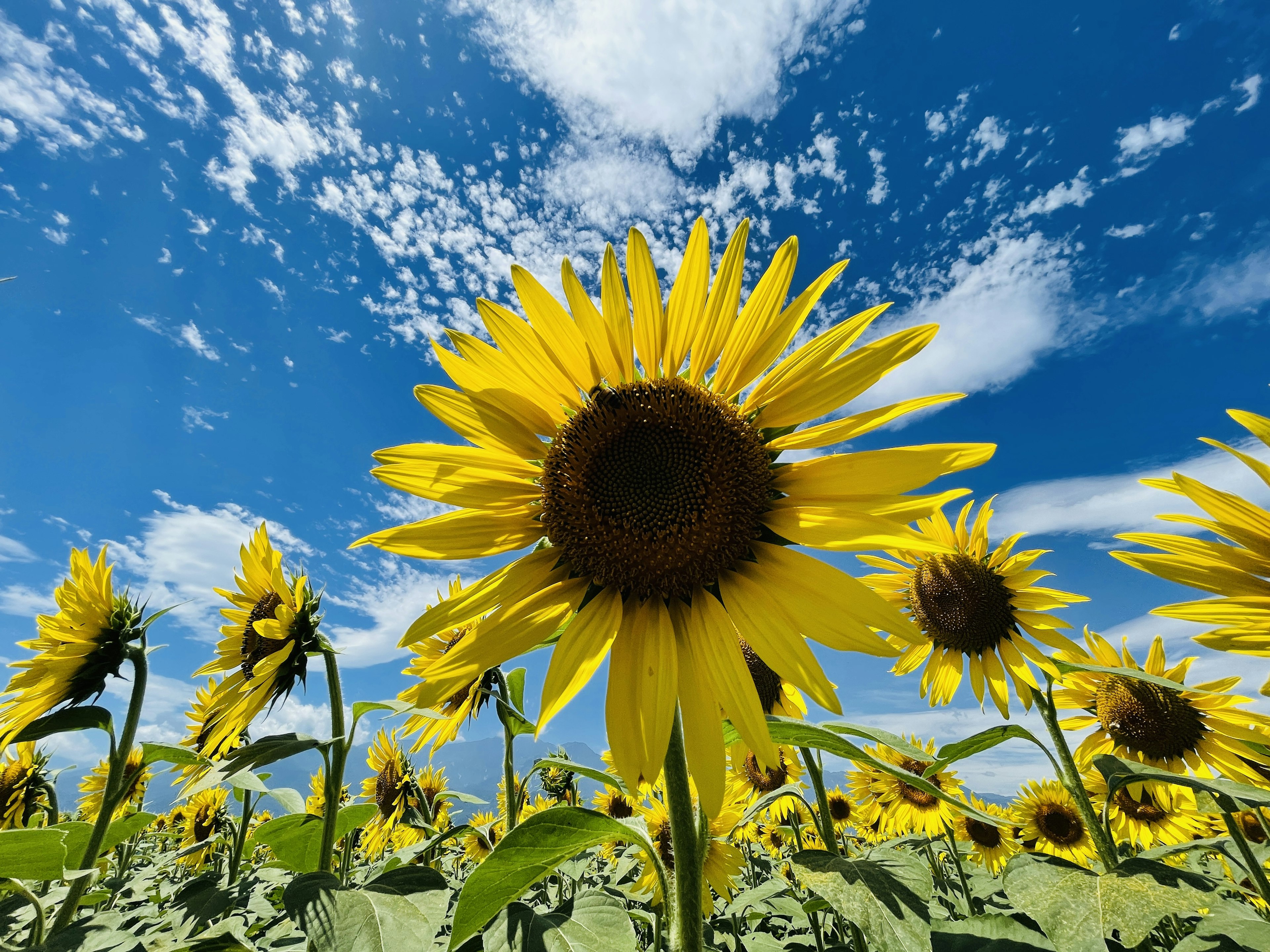 Ein Feld mit hellen Sonnenblumen unter einem blauen Himmel