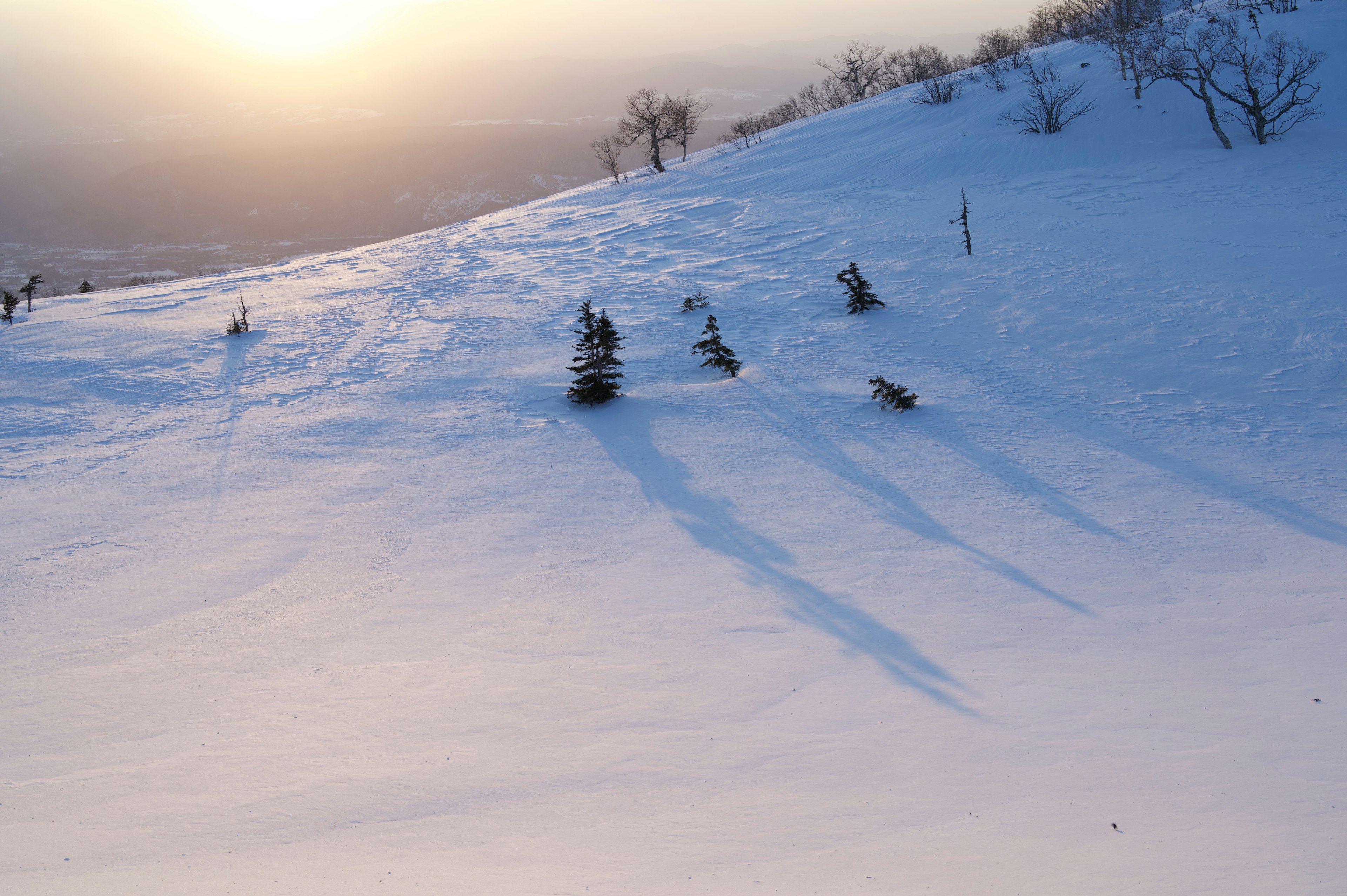 Paesaggio serale con piccoli alberi che proiettano lunghe ombre su una collina innevata