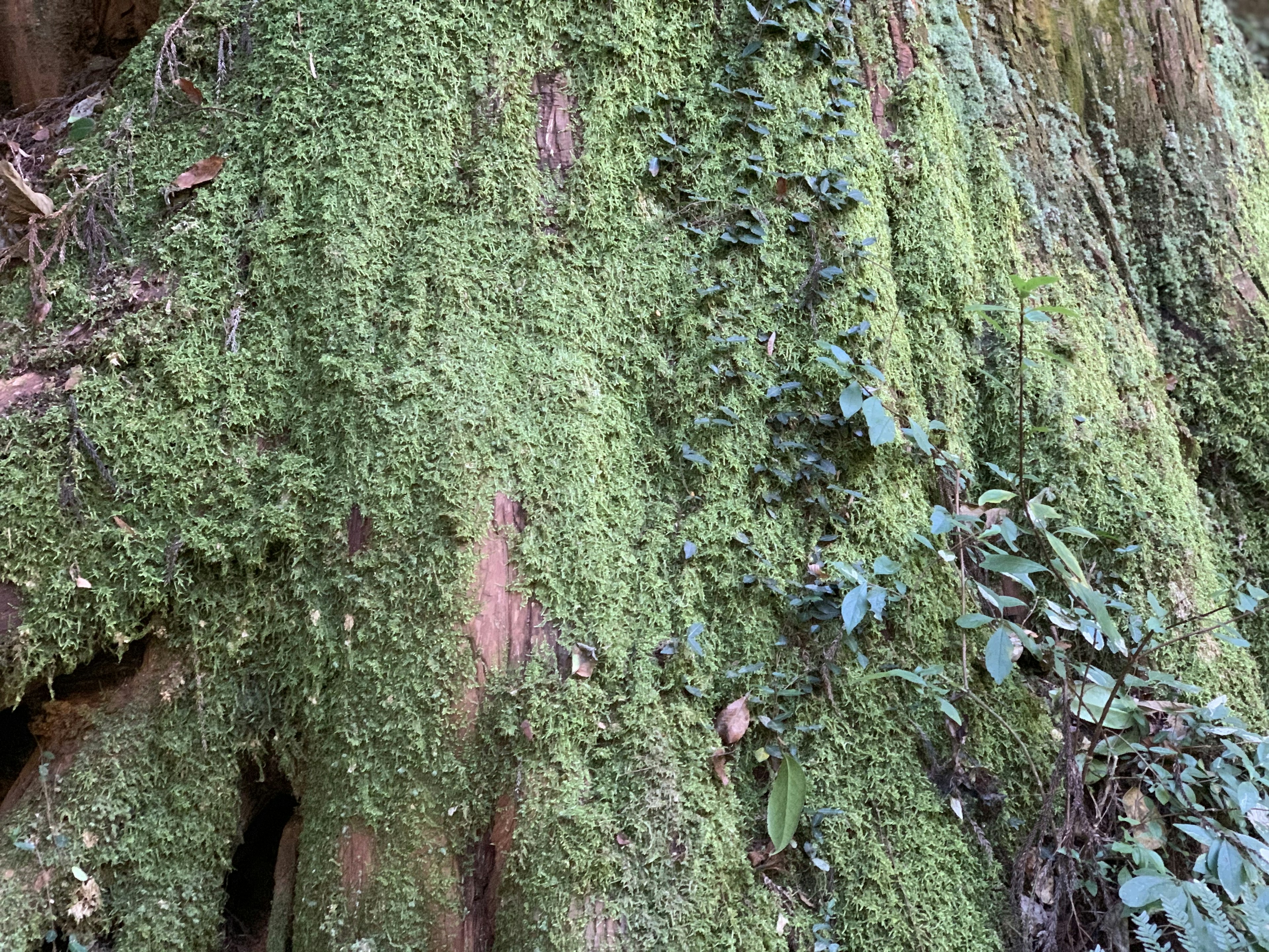 Close-up of a tree trunk covered with green moss and vines