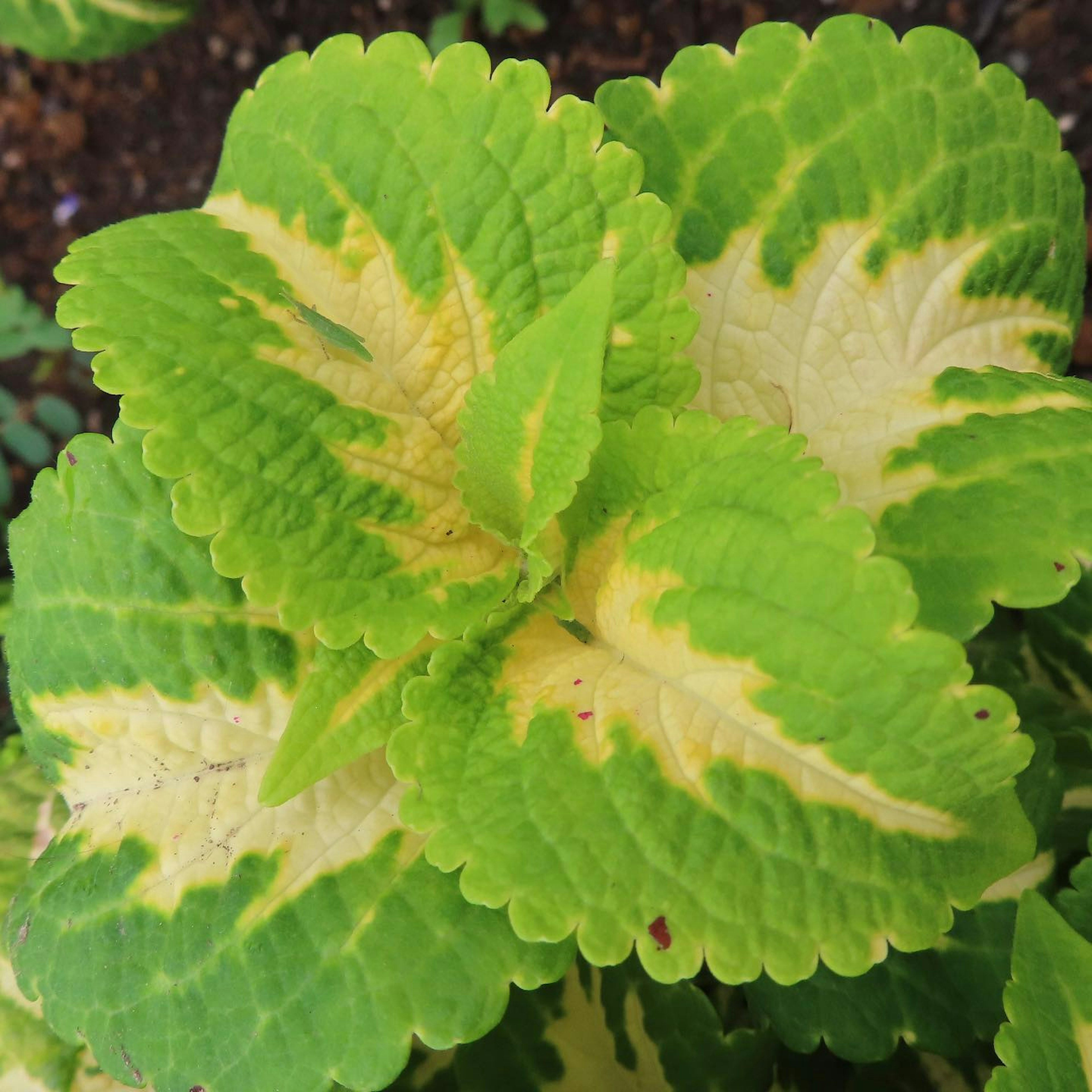 緑と黄色の葉が特徴の植物のクローズアップ