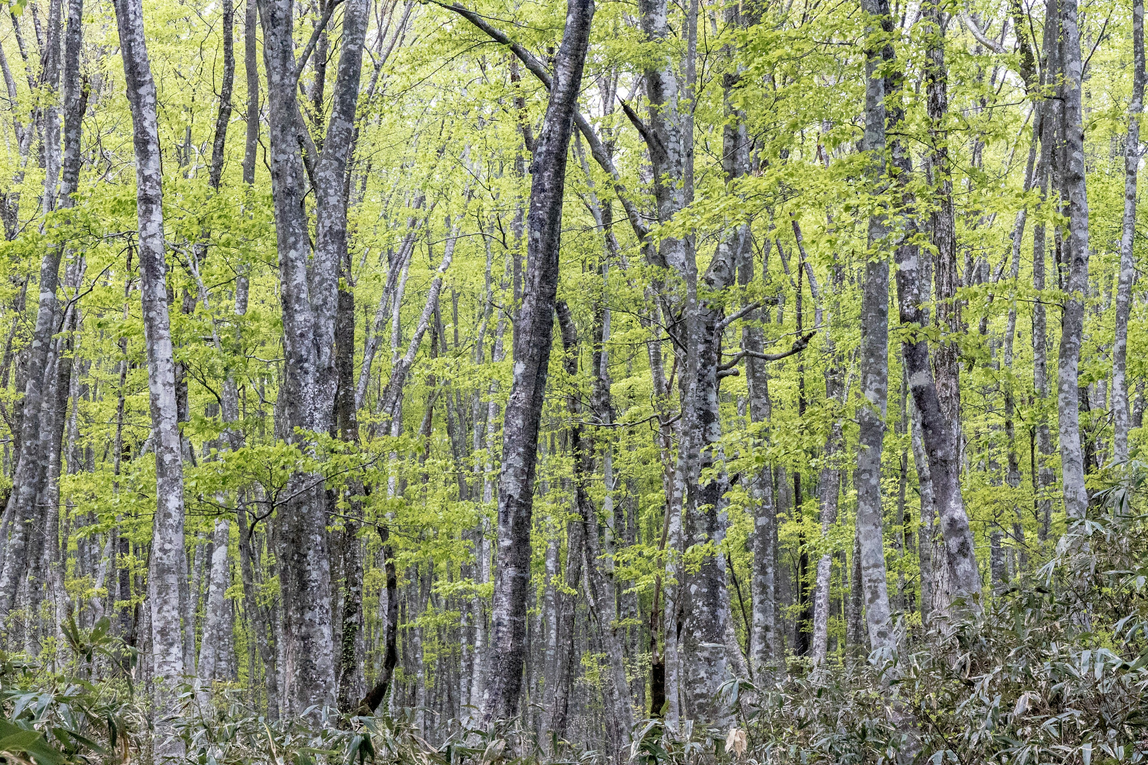 Scena di foresta con alberi e foglie verdi brillanti