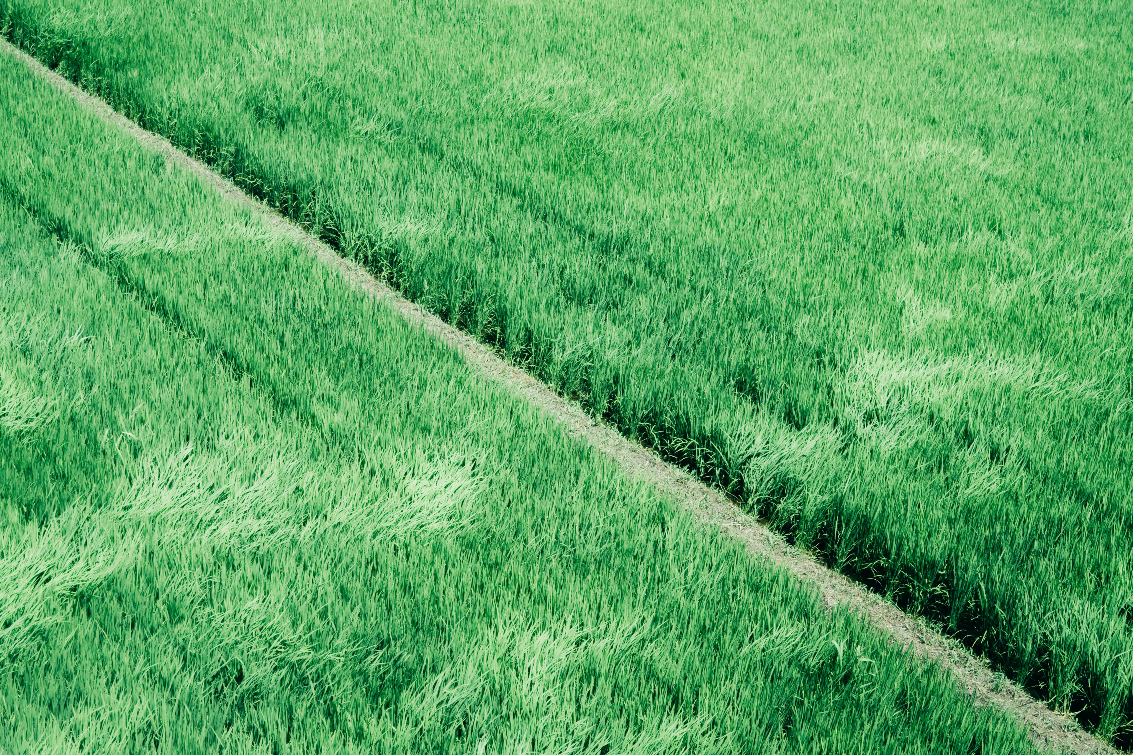 Vibrant green rice field with a visible path