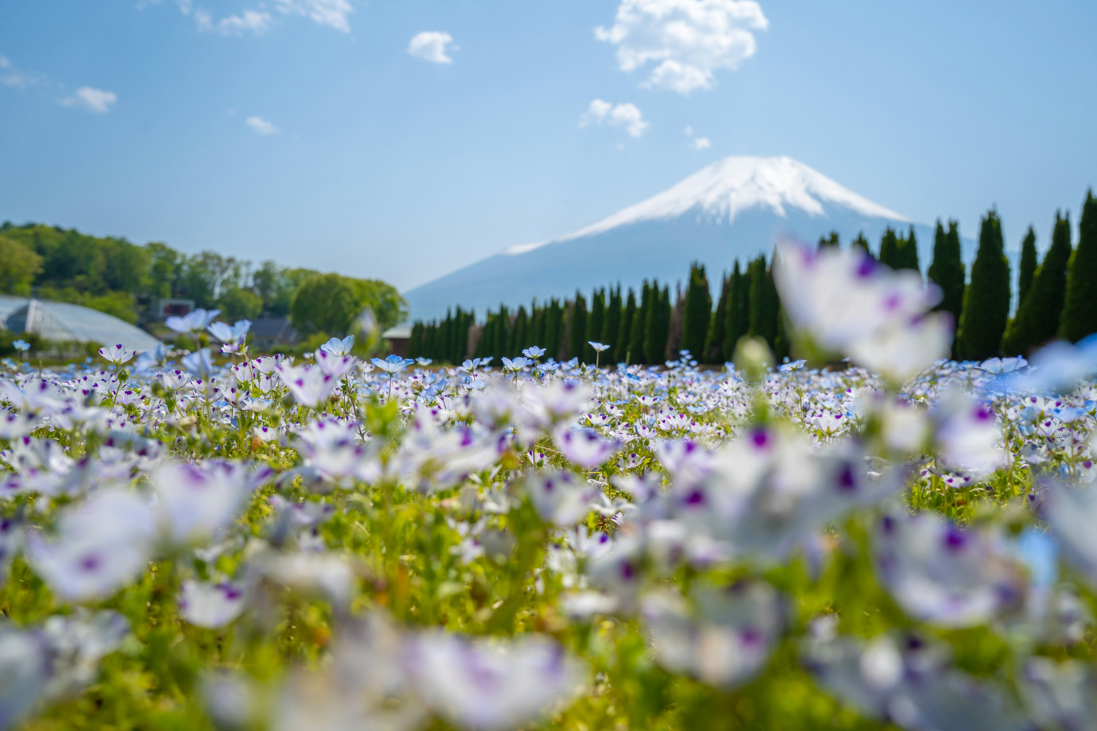 Landschaft mit lila Blumenfeld und dem Fuji im Hintergrund