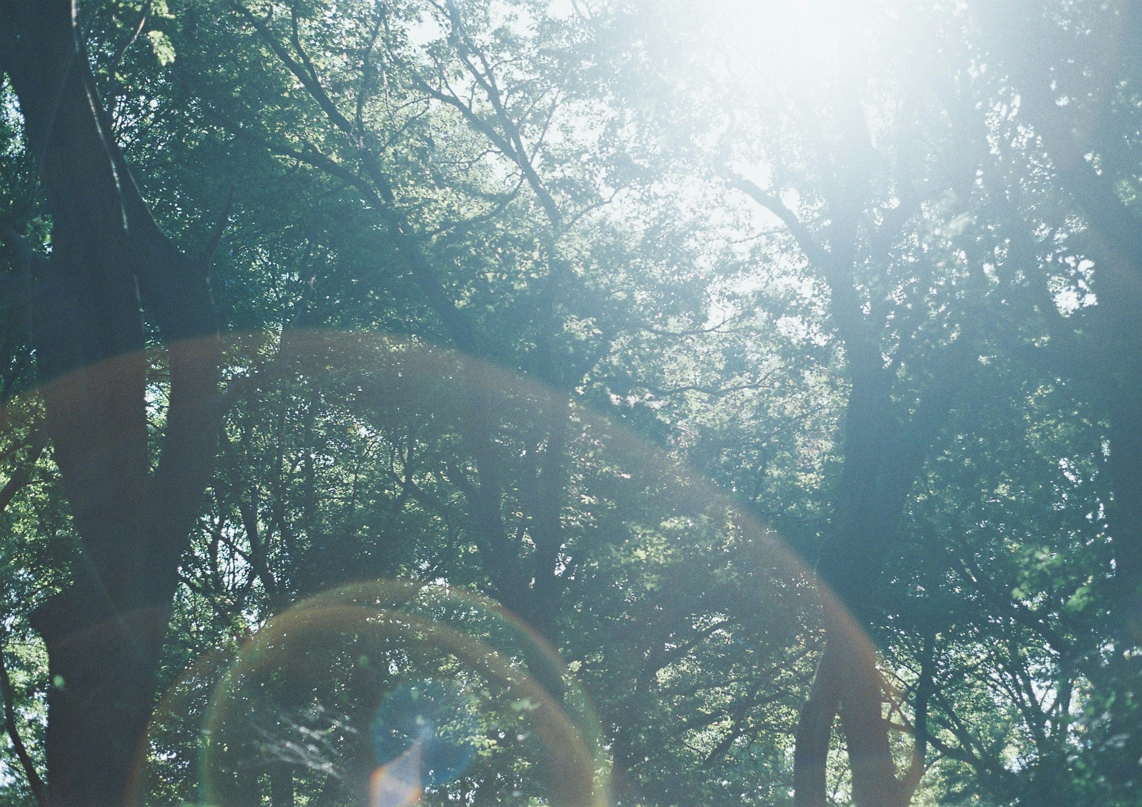 Escena de bosque con luz solar filtrándose a través de los árboles y destello de lente