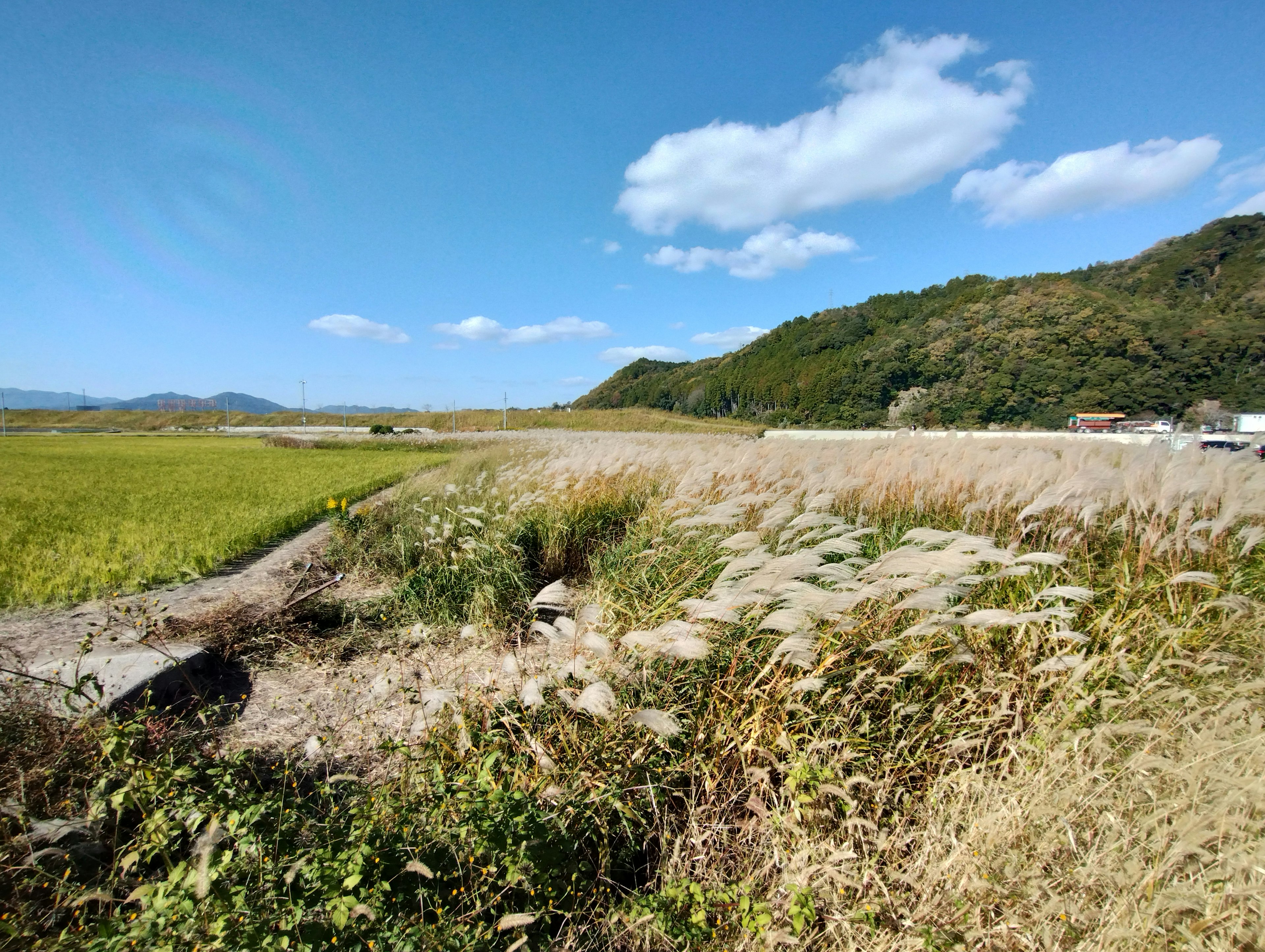 Golden rice fields and grassy areas under a blue sky with clouds