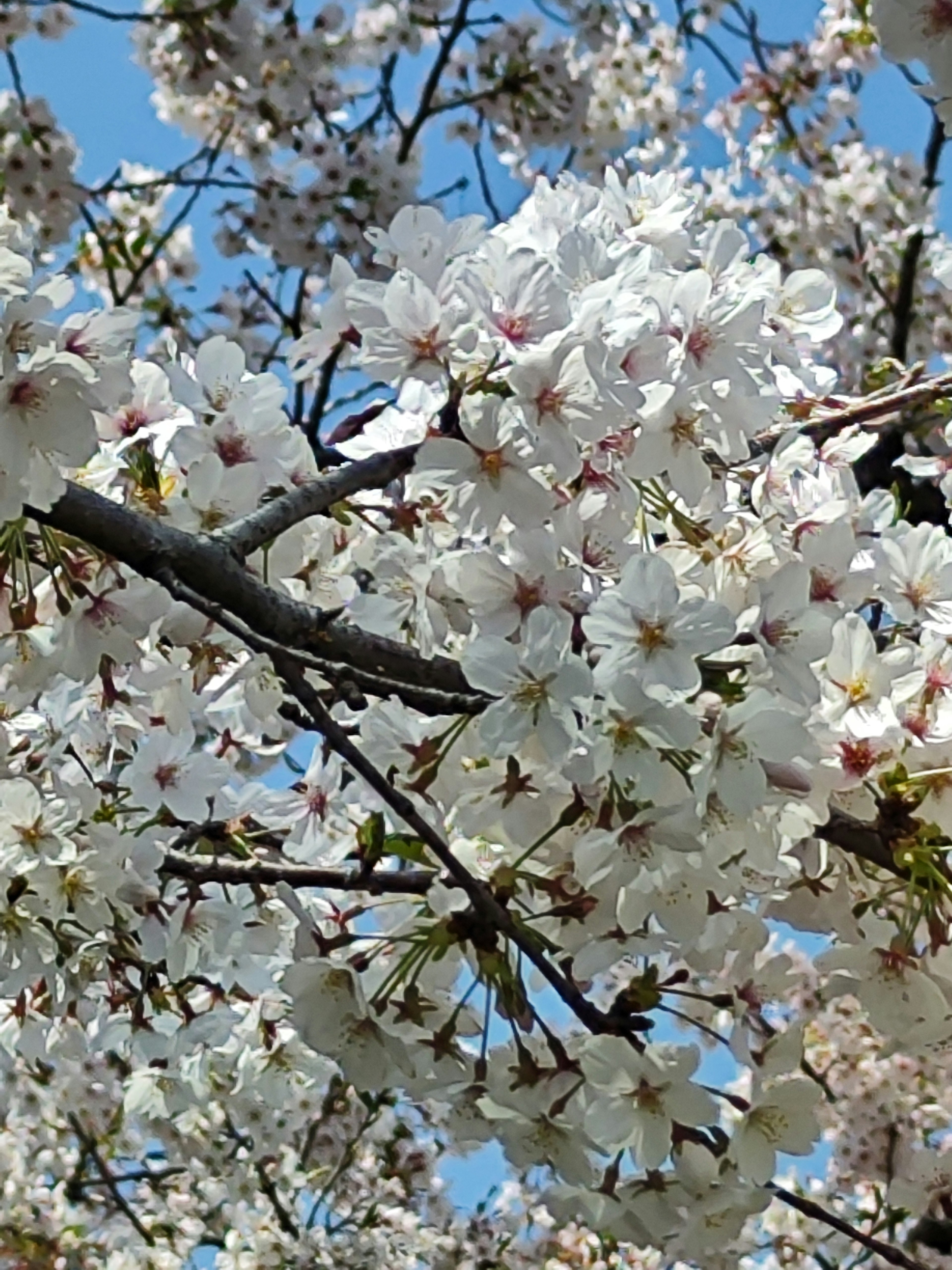 Nahaufnahme von Kirschblüten an einem Zweig unter blauem Himmel