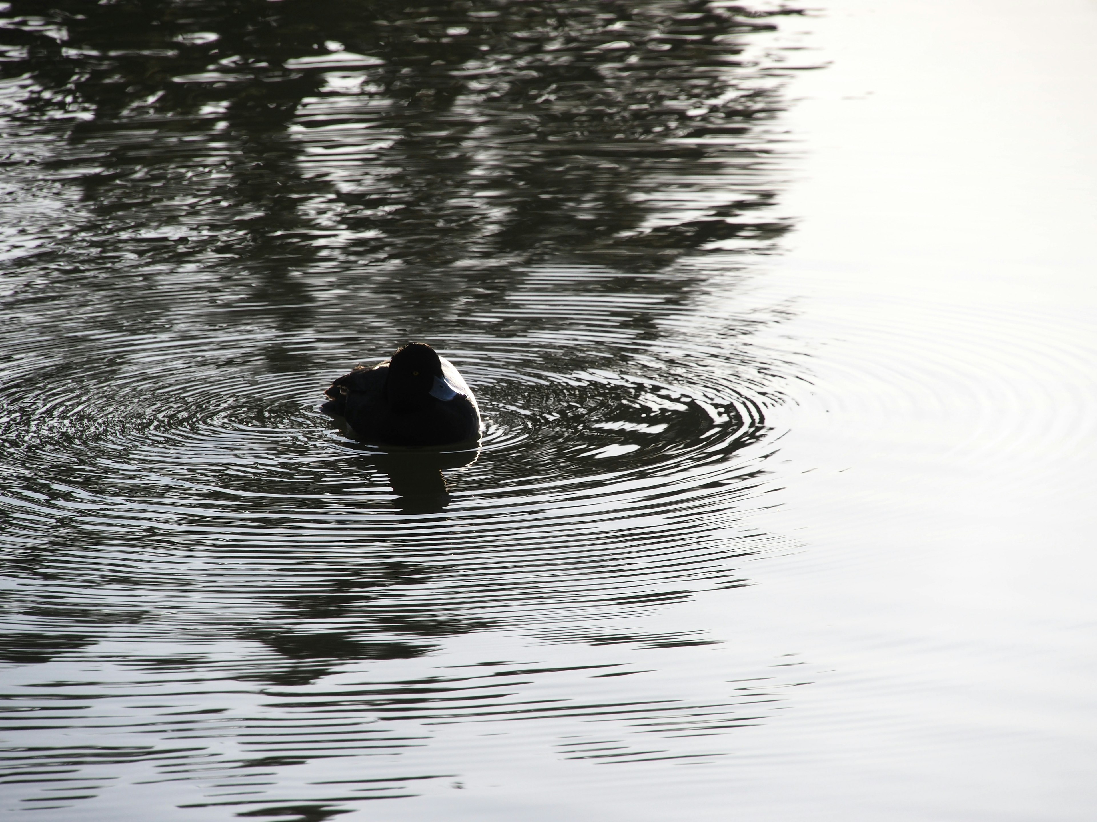 Silhouette di un uccello nero che galleggia sulla superficie dell'acqua con increspature