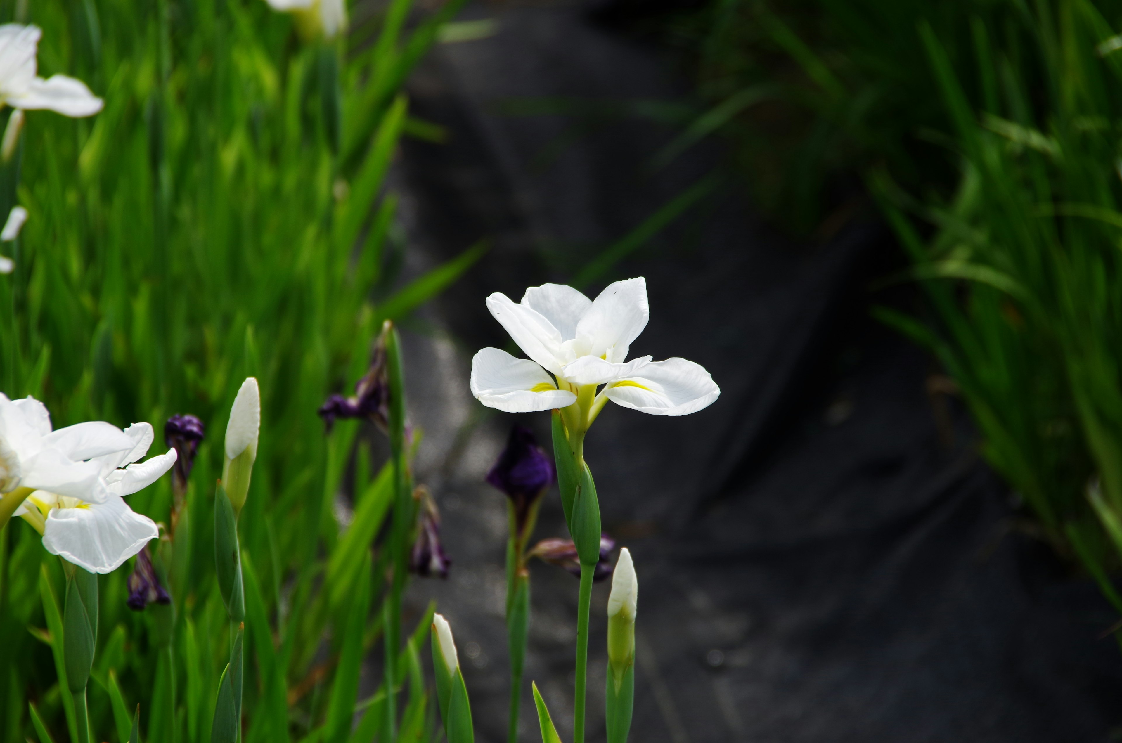 Acercamiento a una flor blanca entre el follaje verde