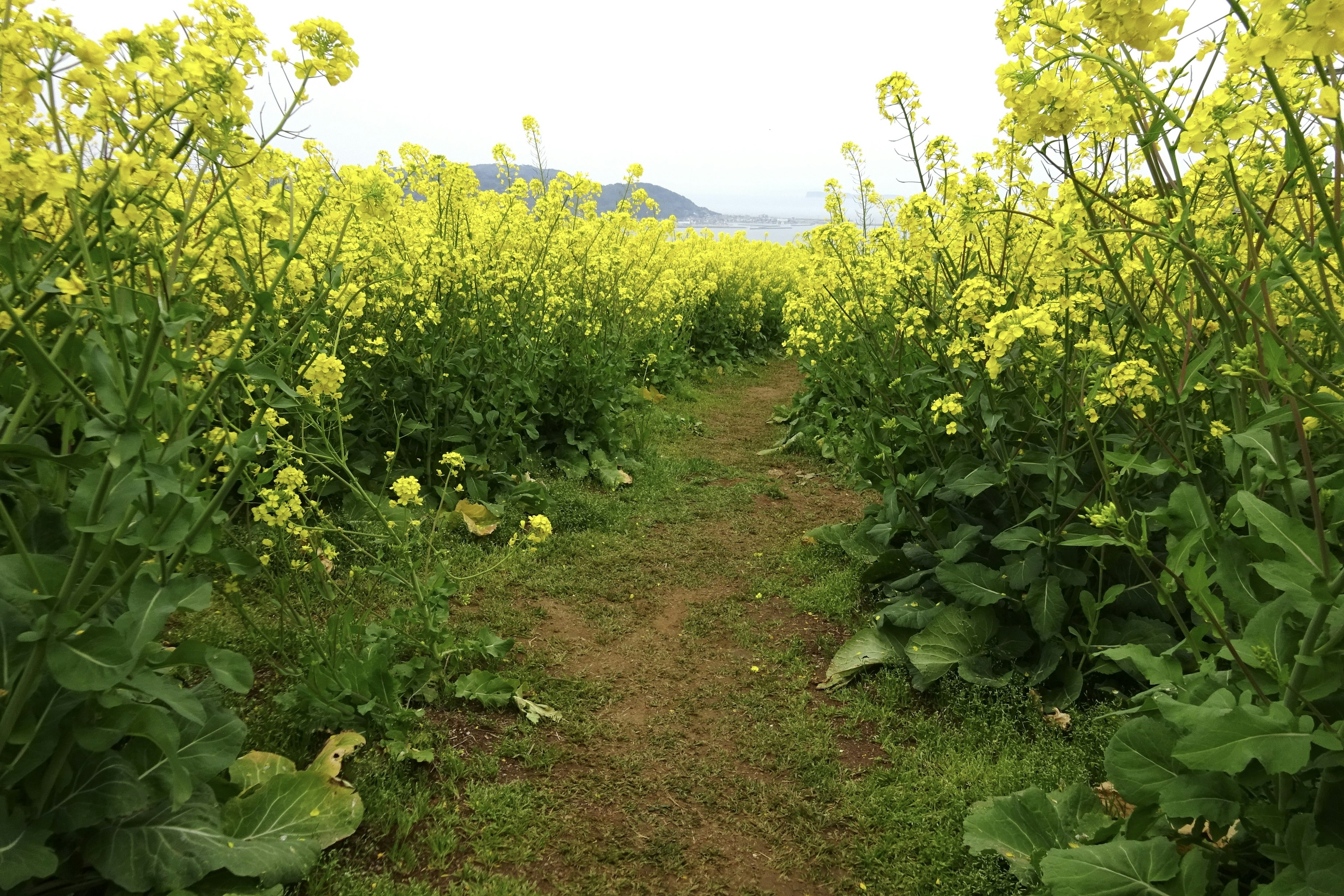 Sentiero tra campi di fiori gialli vivaci