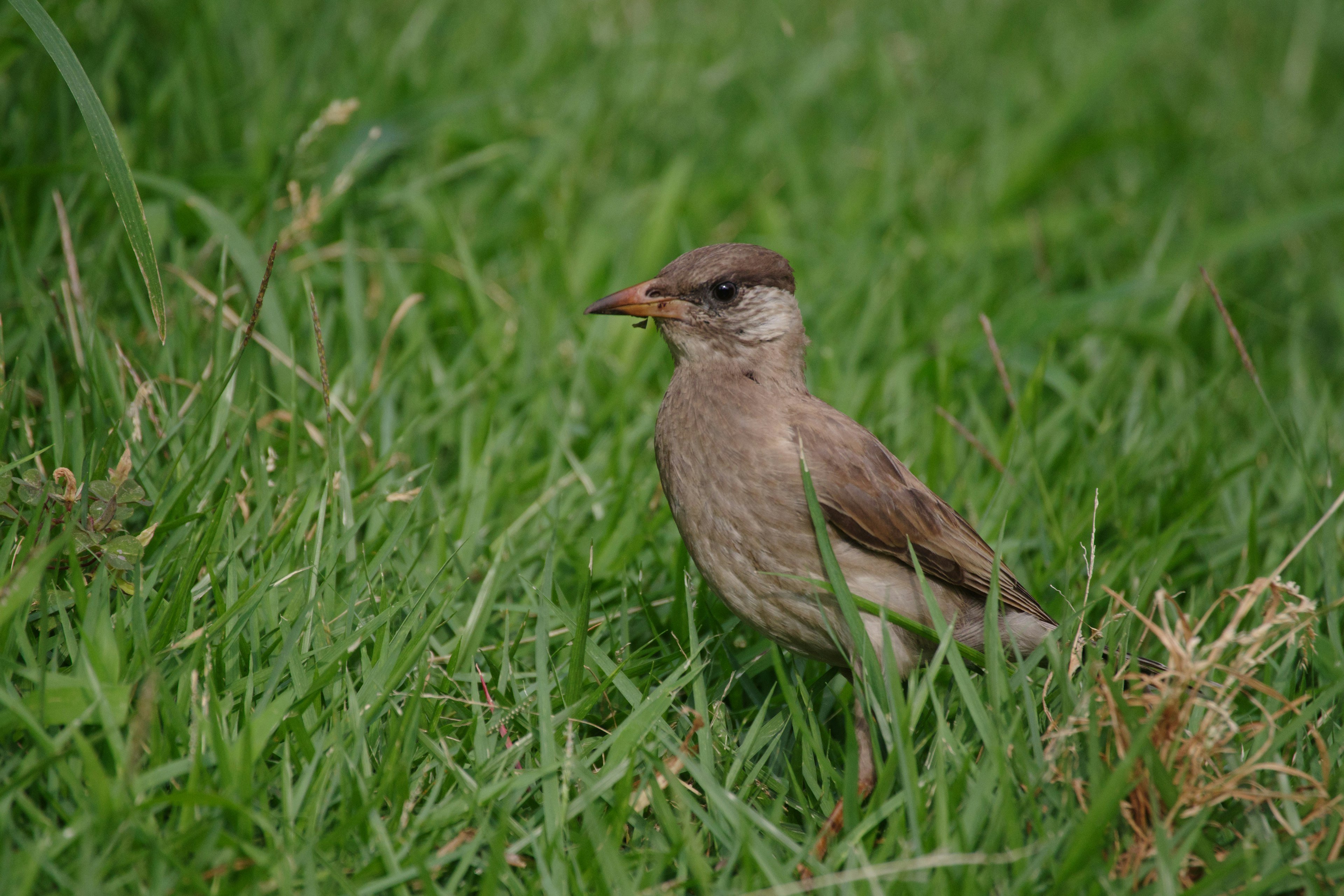 Ein kleiner Vogel steht im Gras