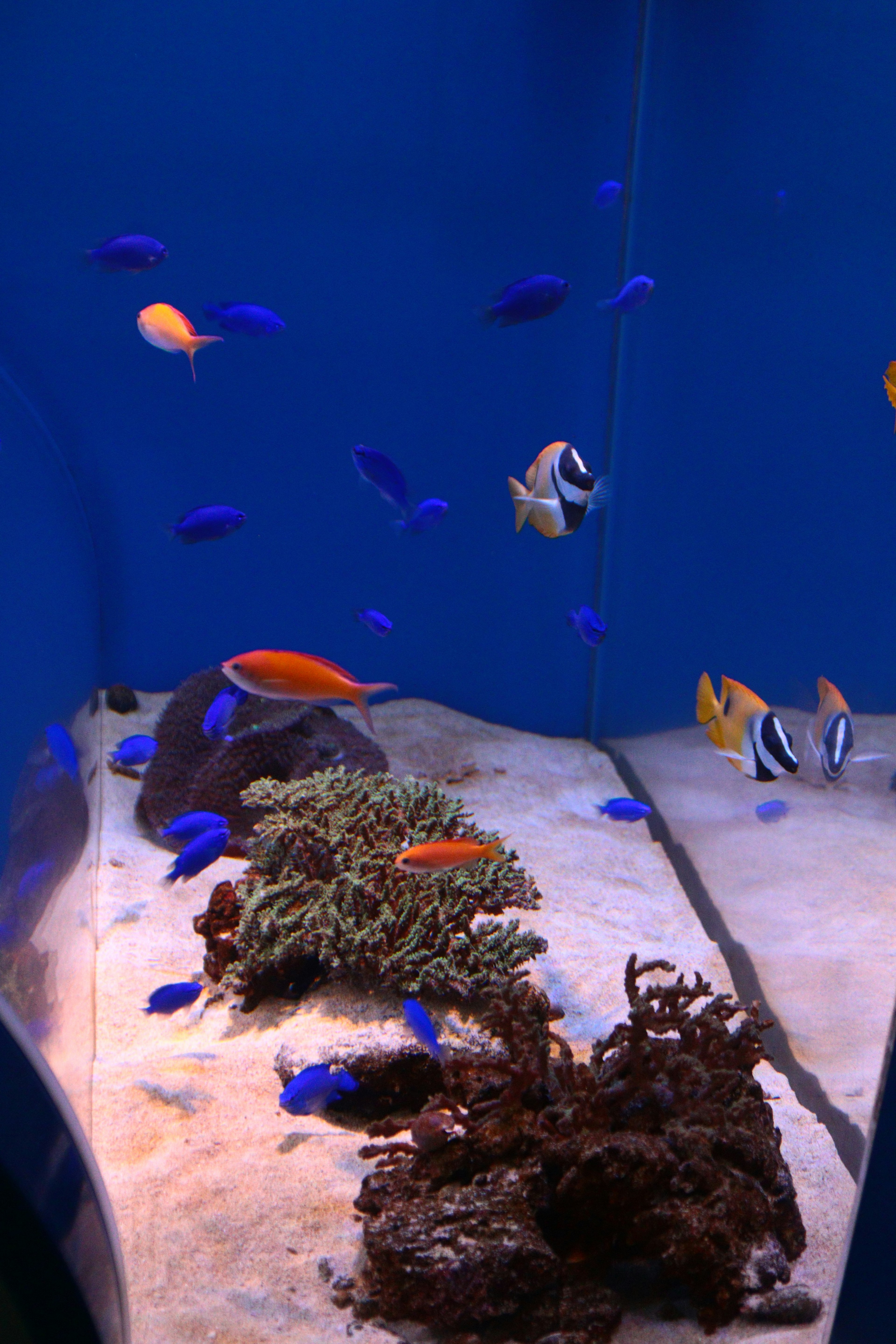 Bunte Fische schwimmen in einem blauen Aquarium mit Korallen