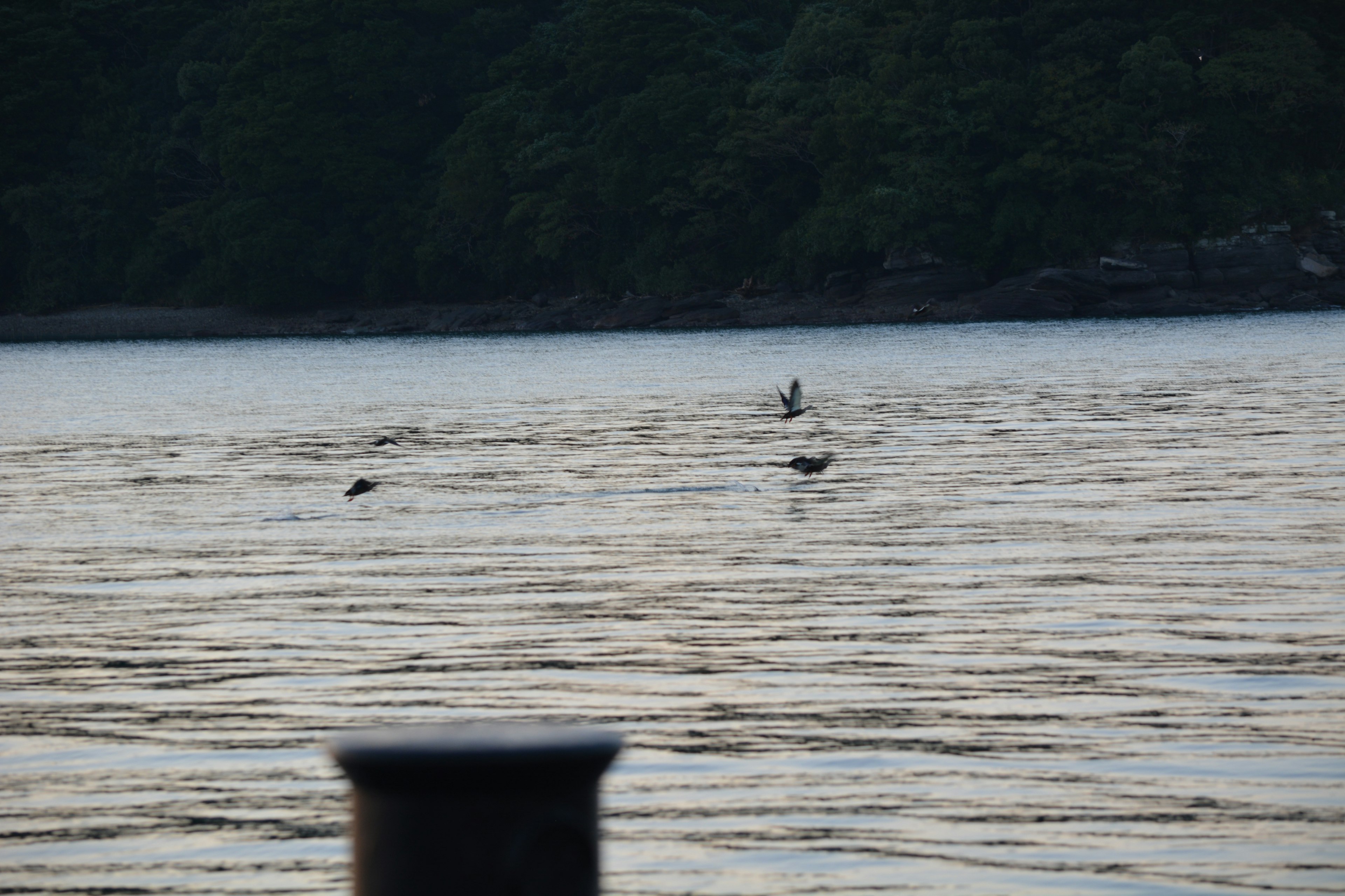 水面に浮かぶ鳥と遠くの漁師の姿が見える風景