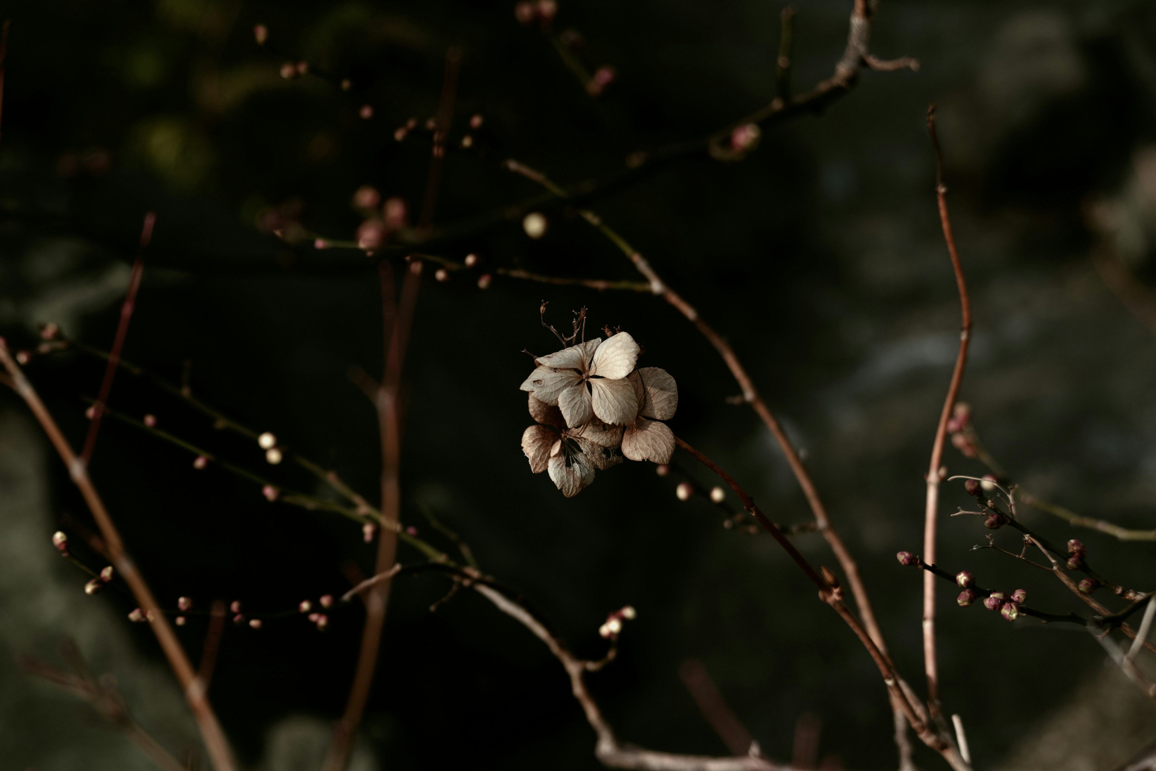 A quiet scene of white fruits attached to thin branches