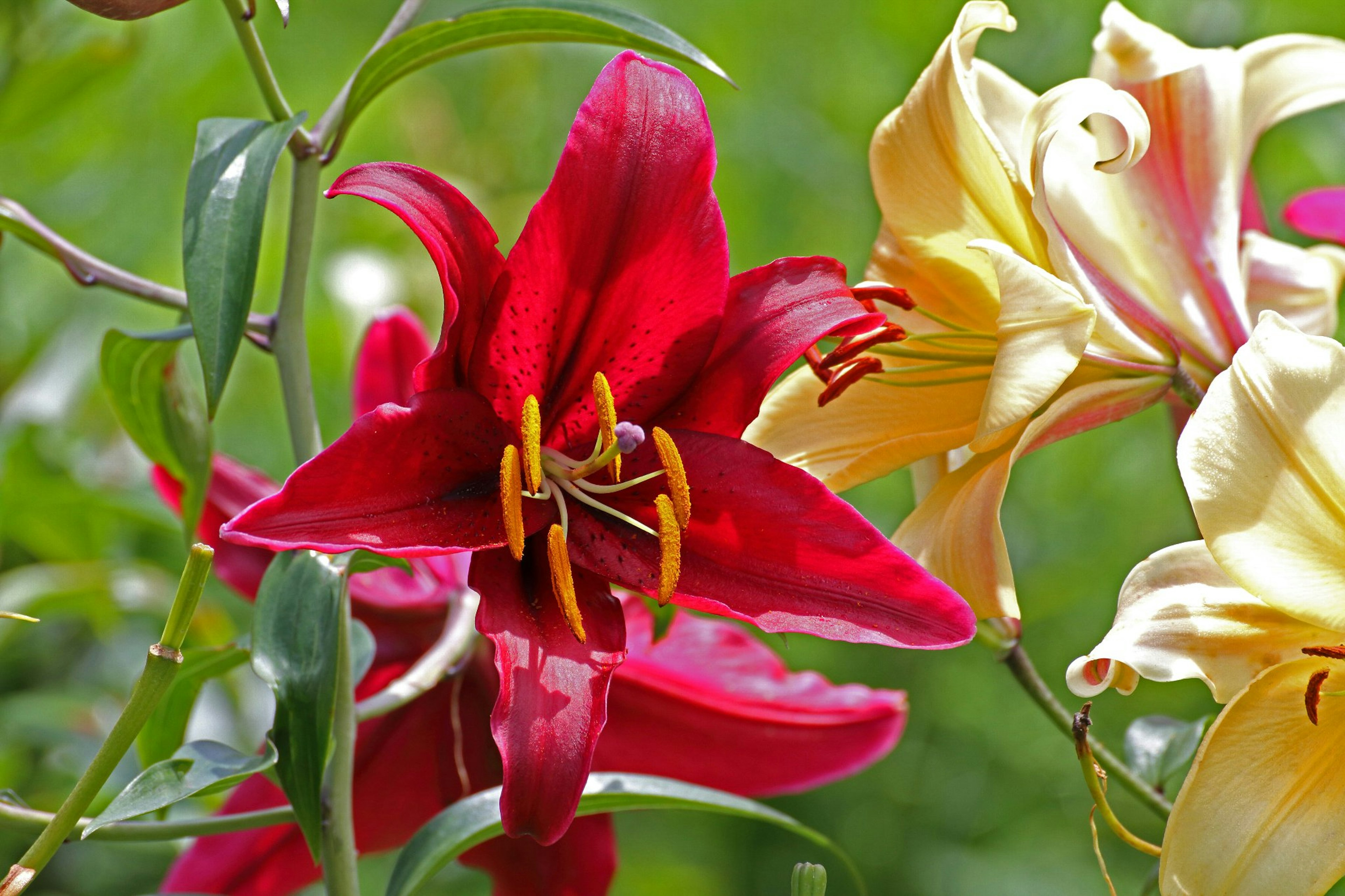 Lirios rojos y amarillos en flor