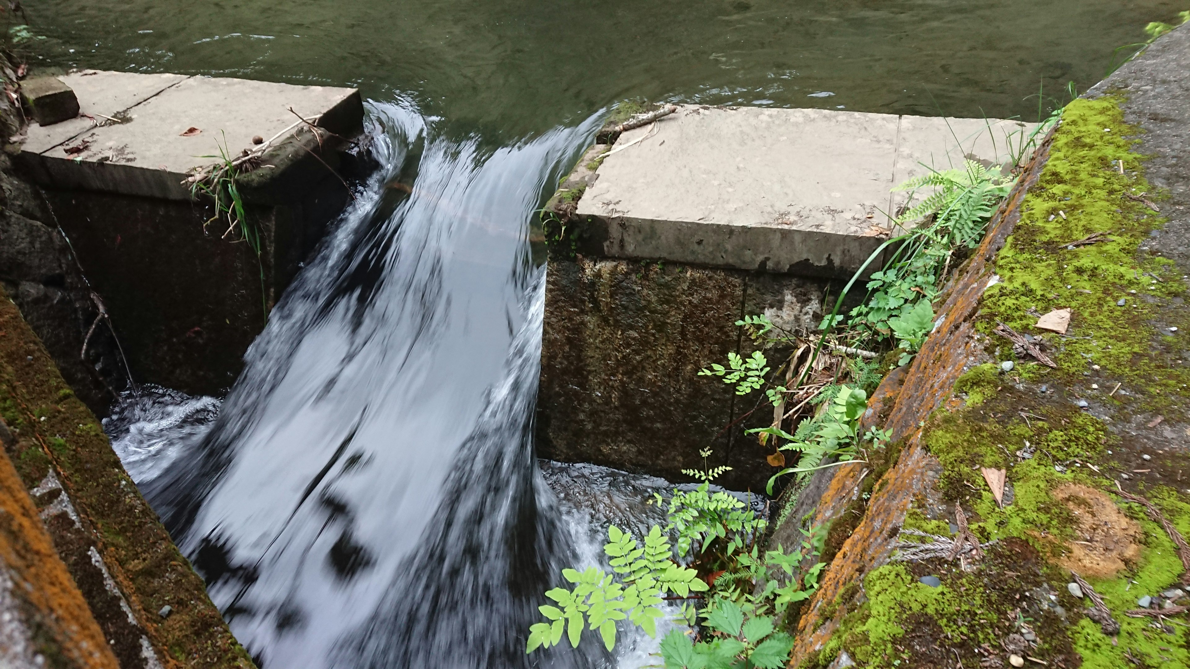 Szene in der Nähe eines Wehrs mit fließendem Wasser und grünen Pflanzen