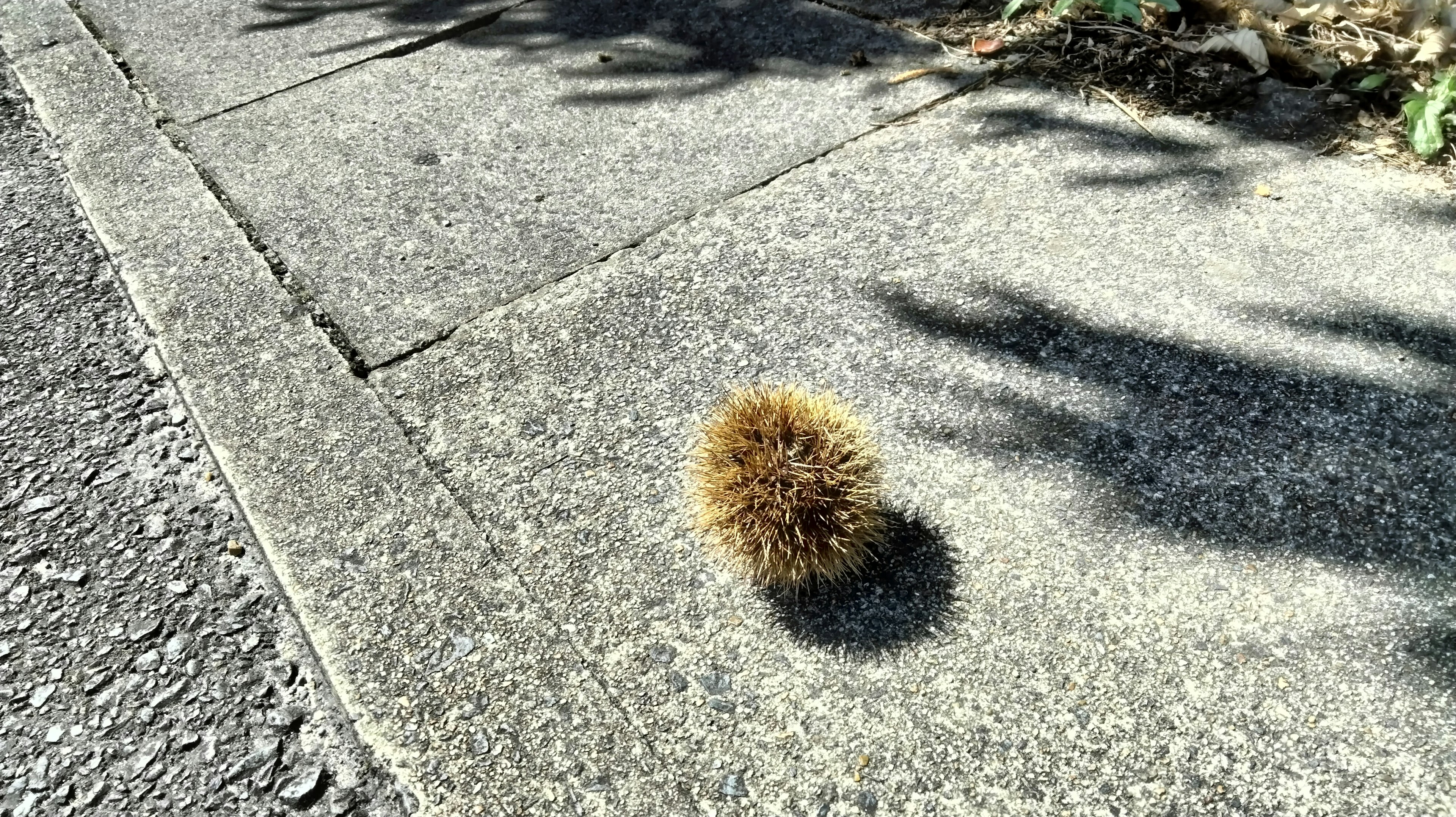 A spiky brown object on a paved surface