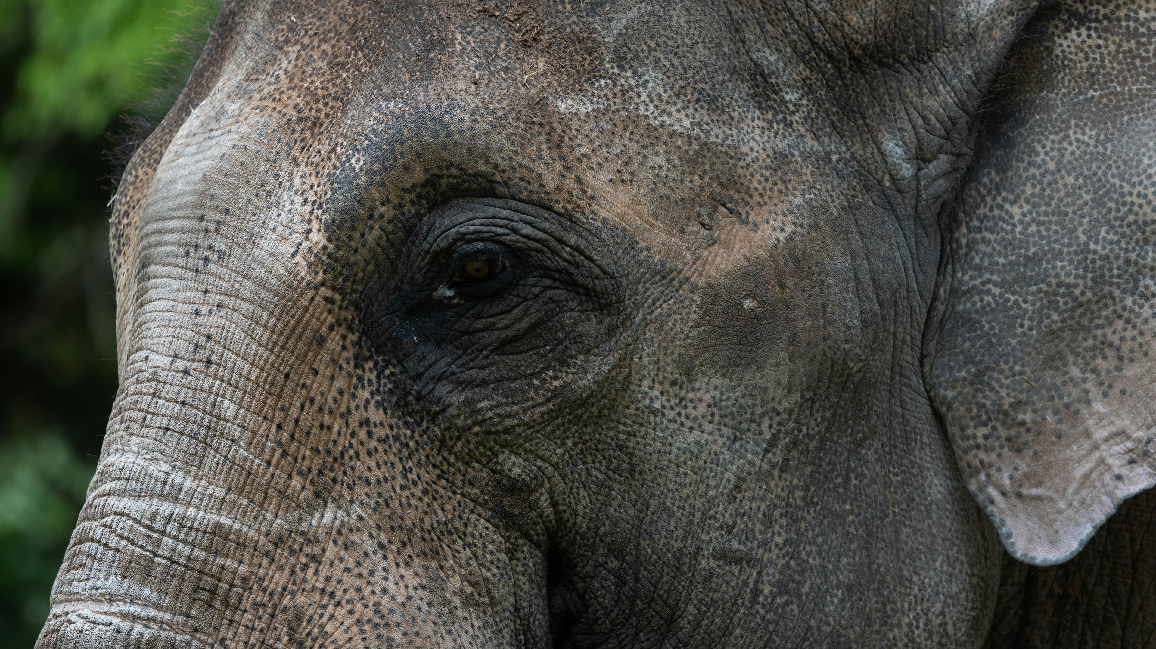 Close-up wajah gajah menunjukkan kerutan dan tekstur rinci di sekitar mata