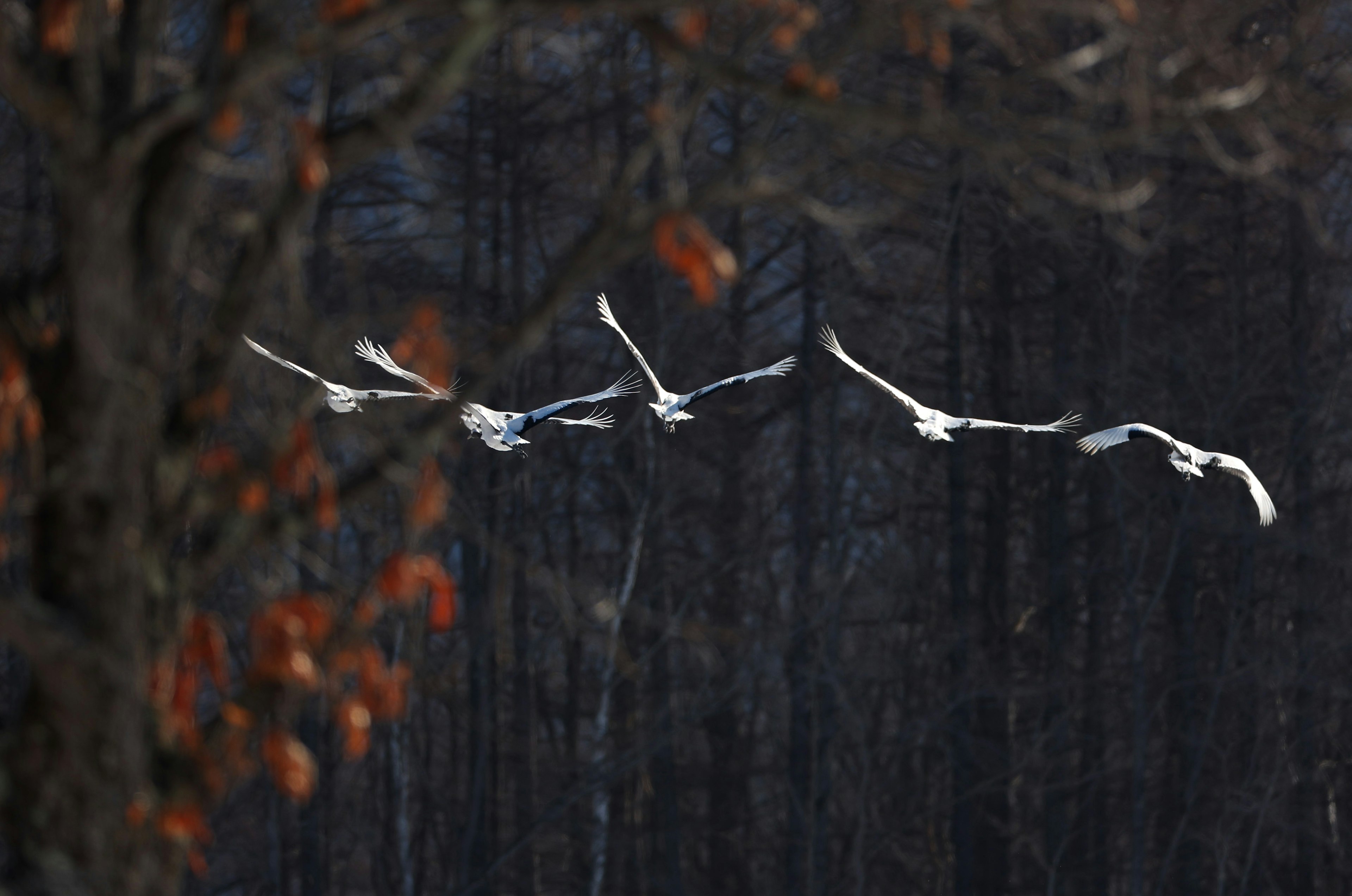 Un gruppo di uccelli bianchi che volano su uno sfondo di foresta scura