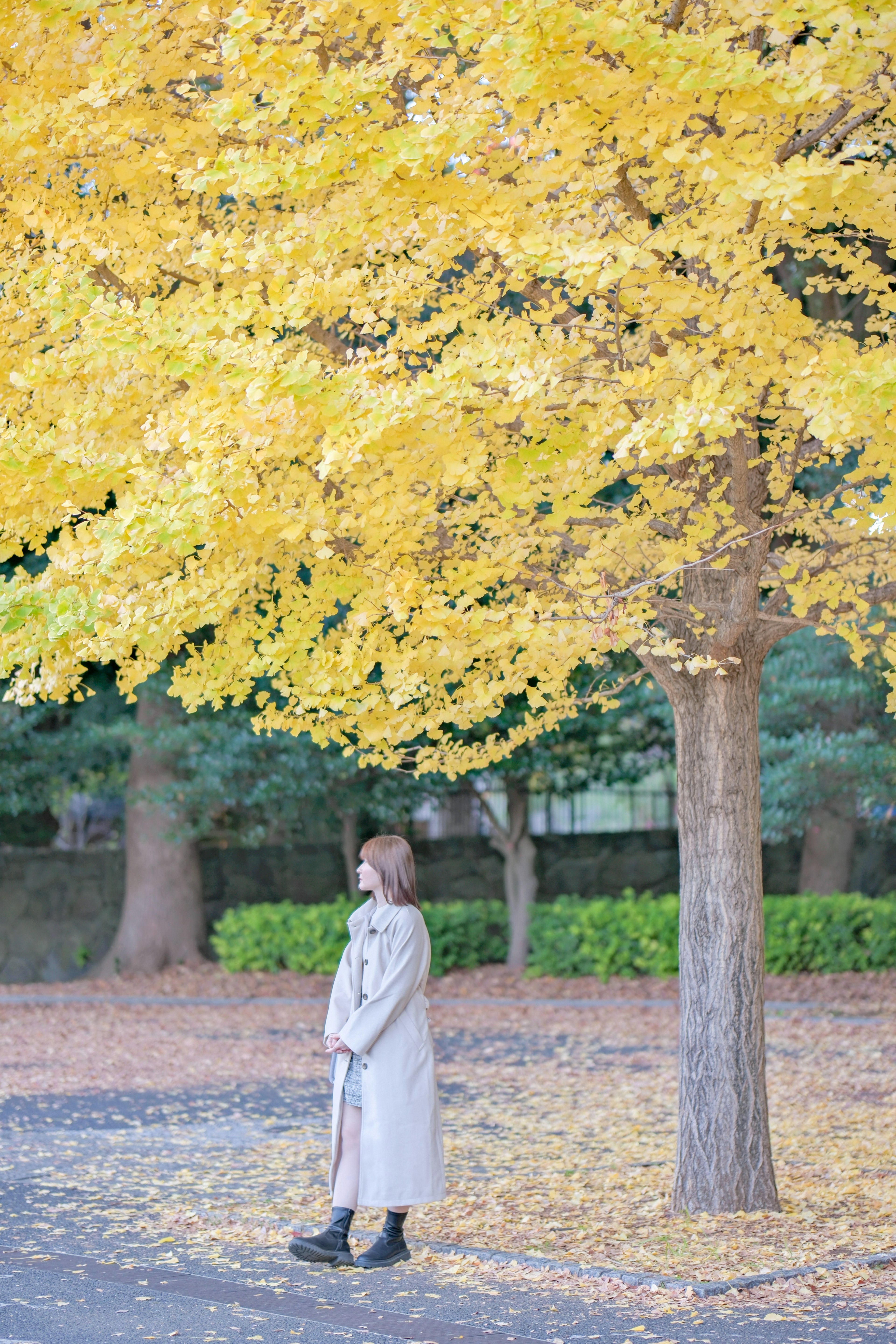 黄色い葉の木の下に立つ女性の写真