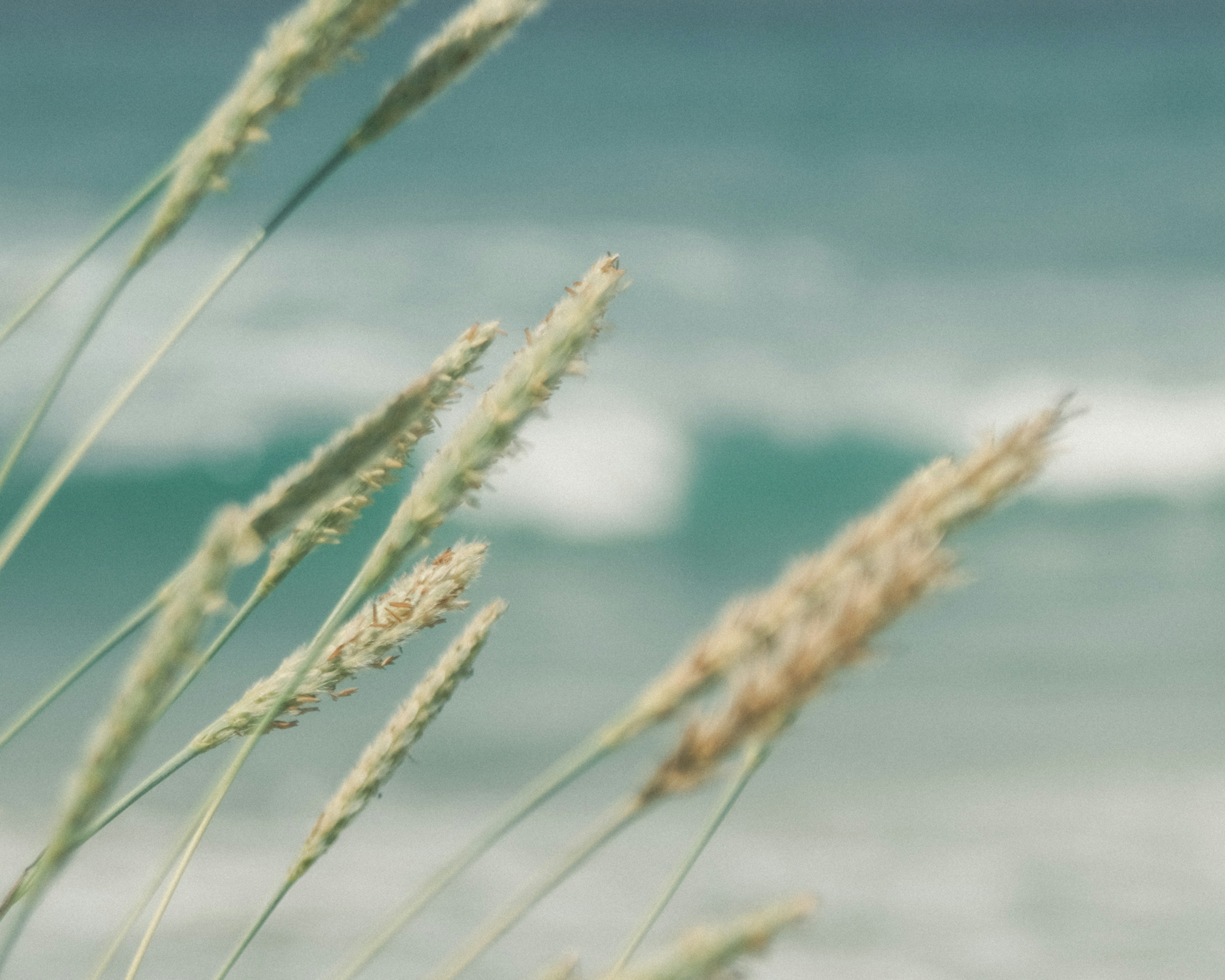 海の背景に揺れる草の穂