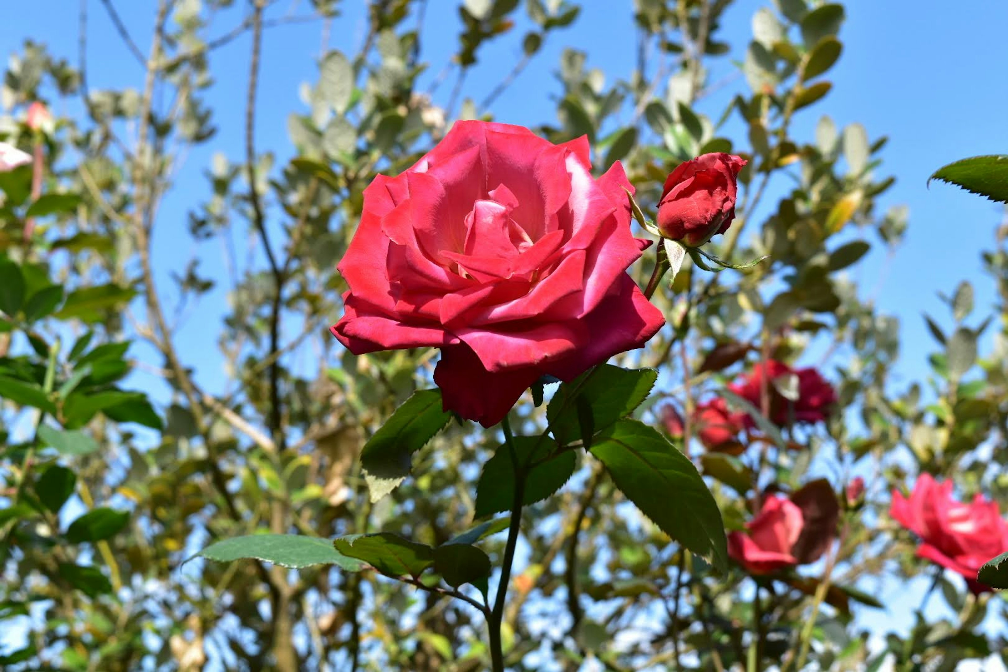 Vibrant pink rose blooming under a blue sky