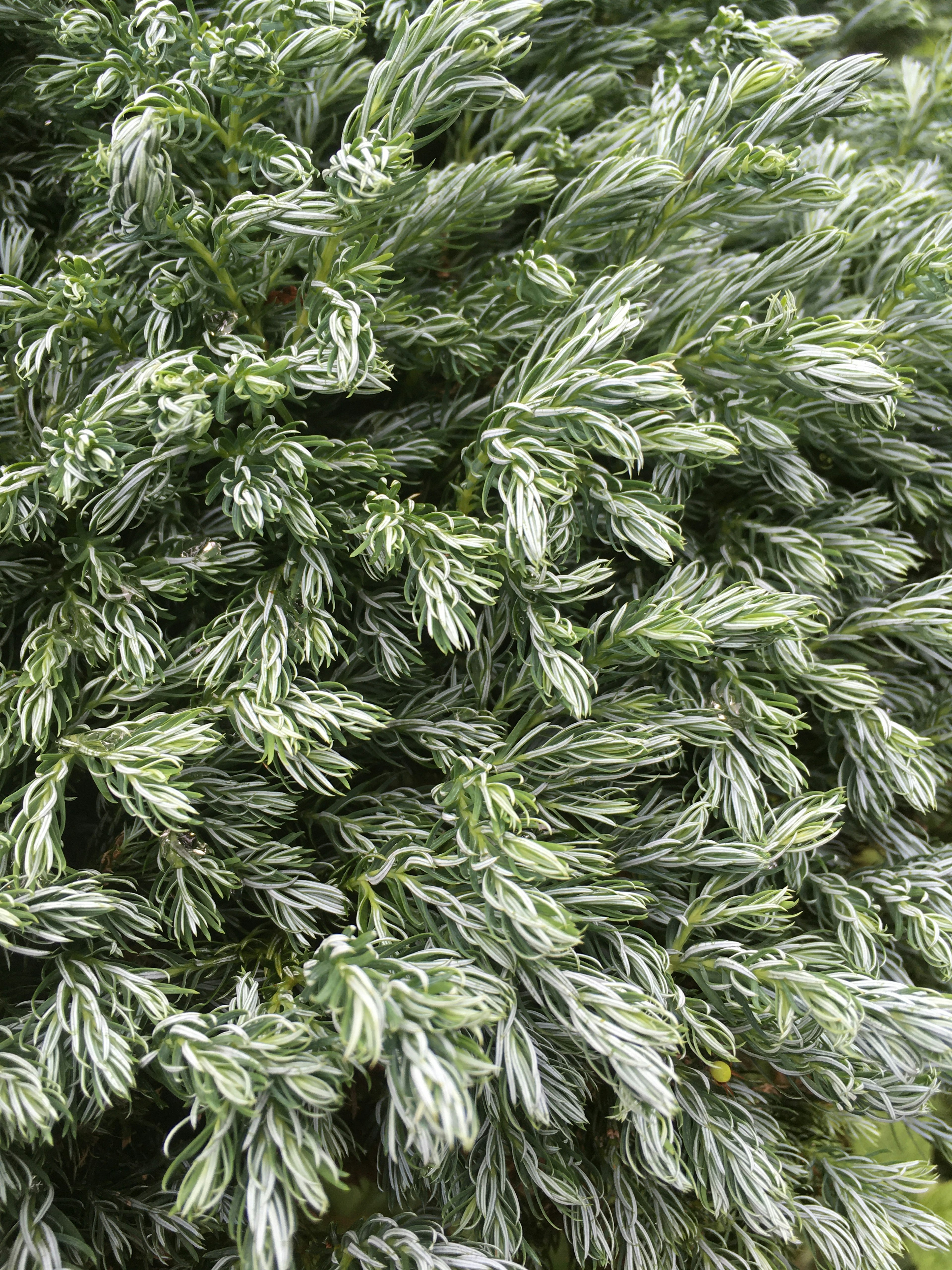 Acercamiento de una planta con follaje verde denso