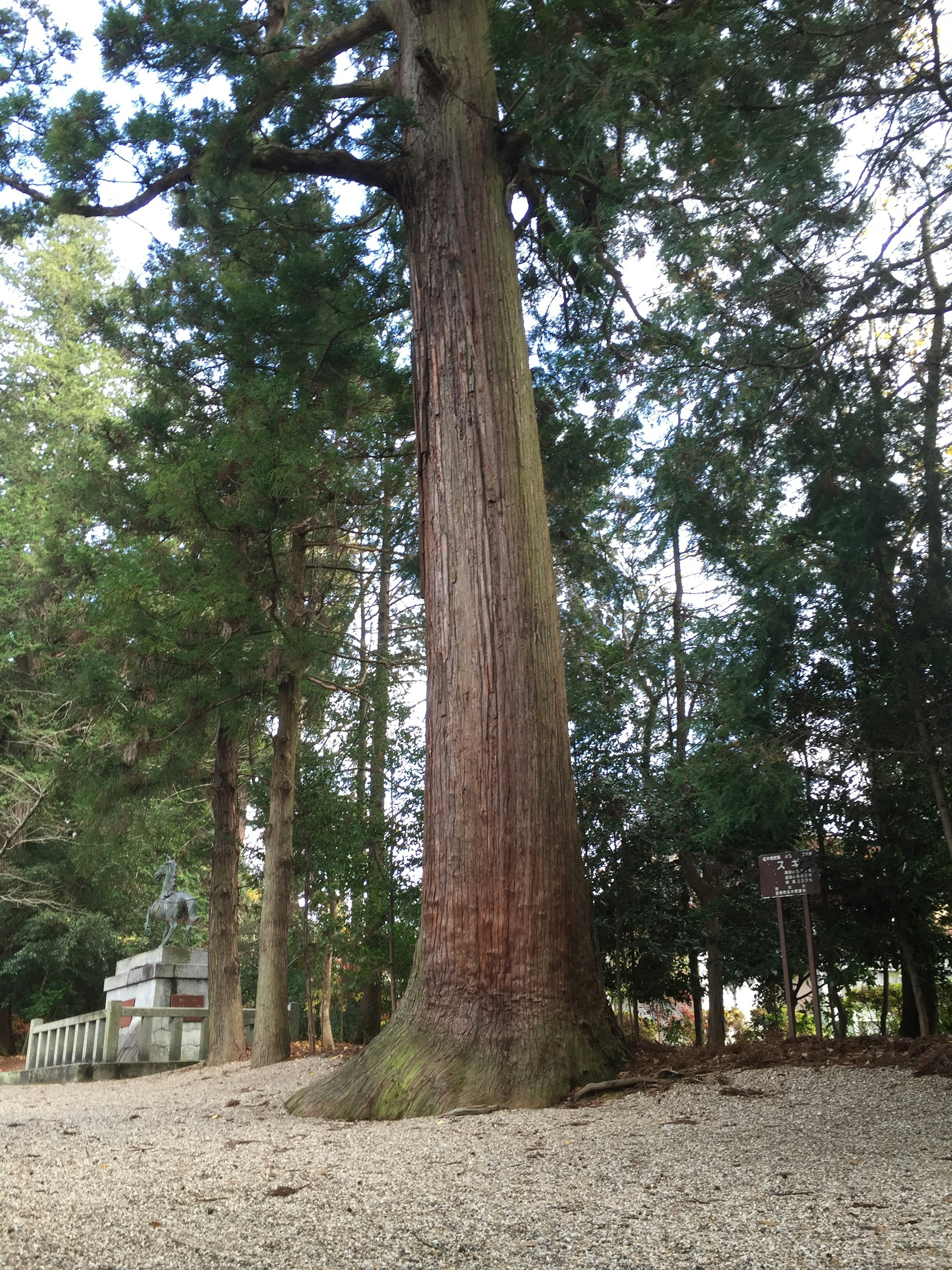 Alto albero di cedro circondato da fogliame verde in un paesaggio sereno