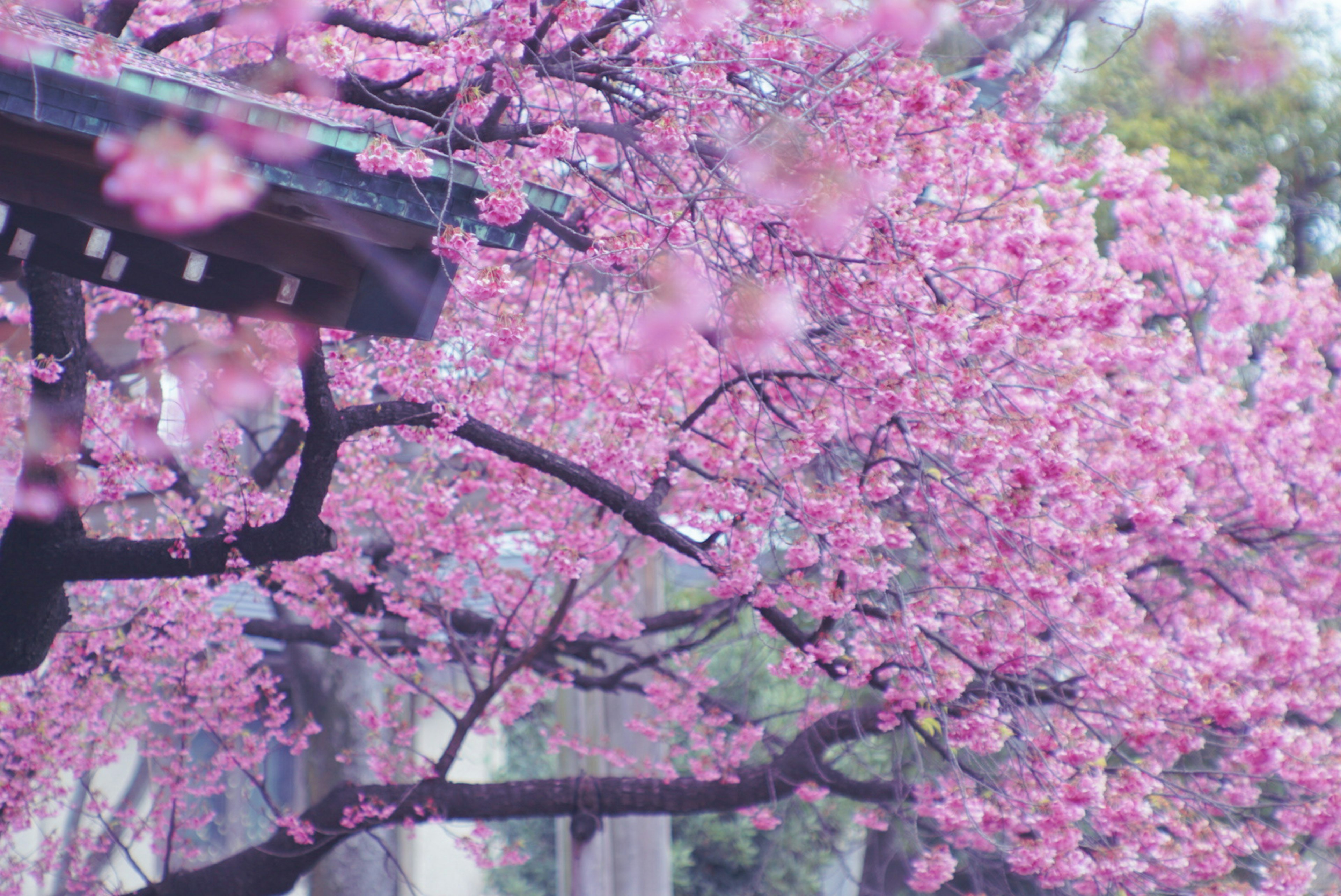 Hermoso paisaje de cerezos en flor