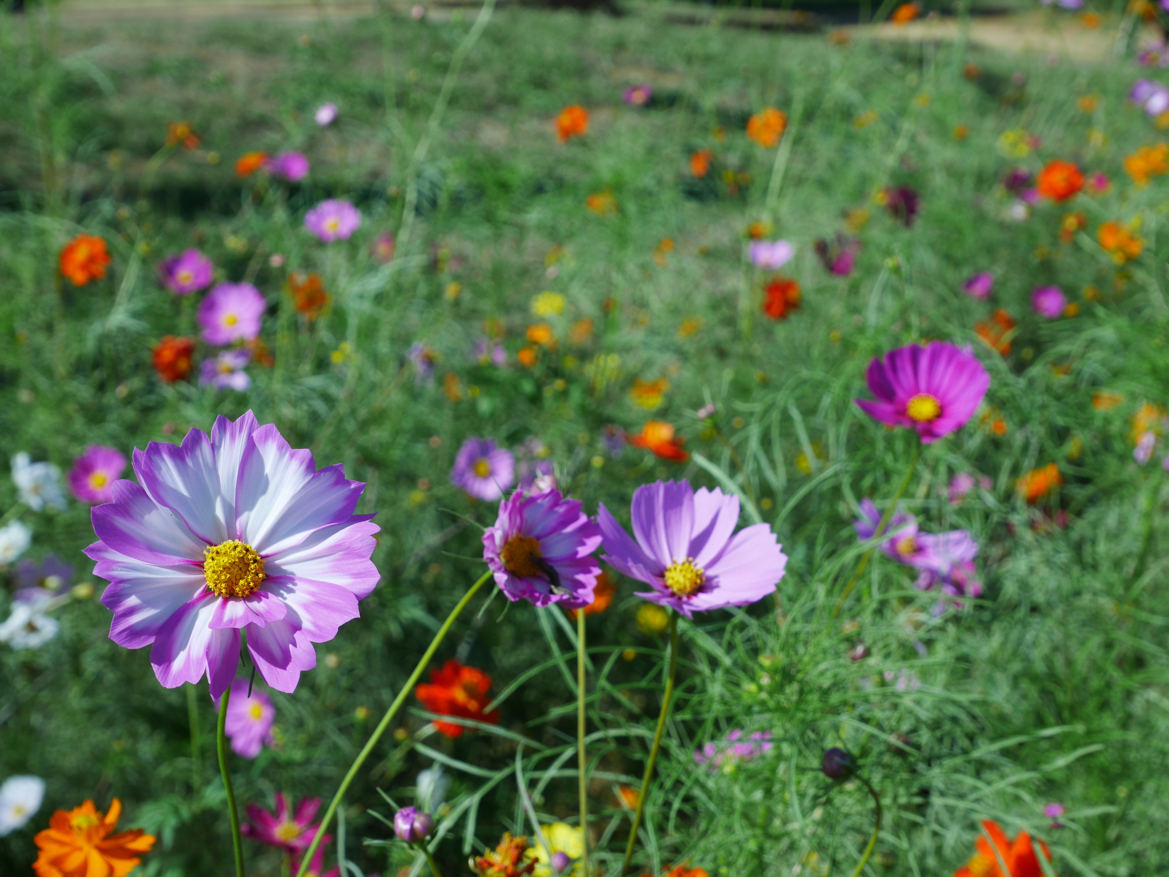 Vibrant wildflower meadow with purple and orange blooms