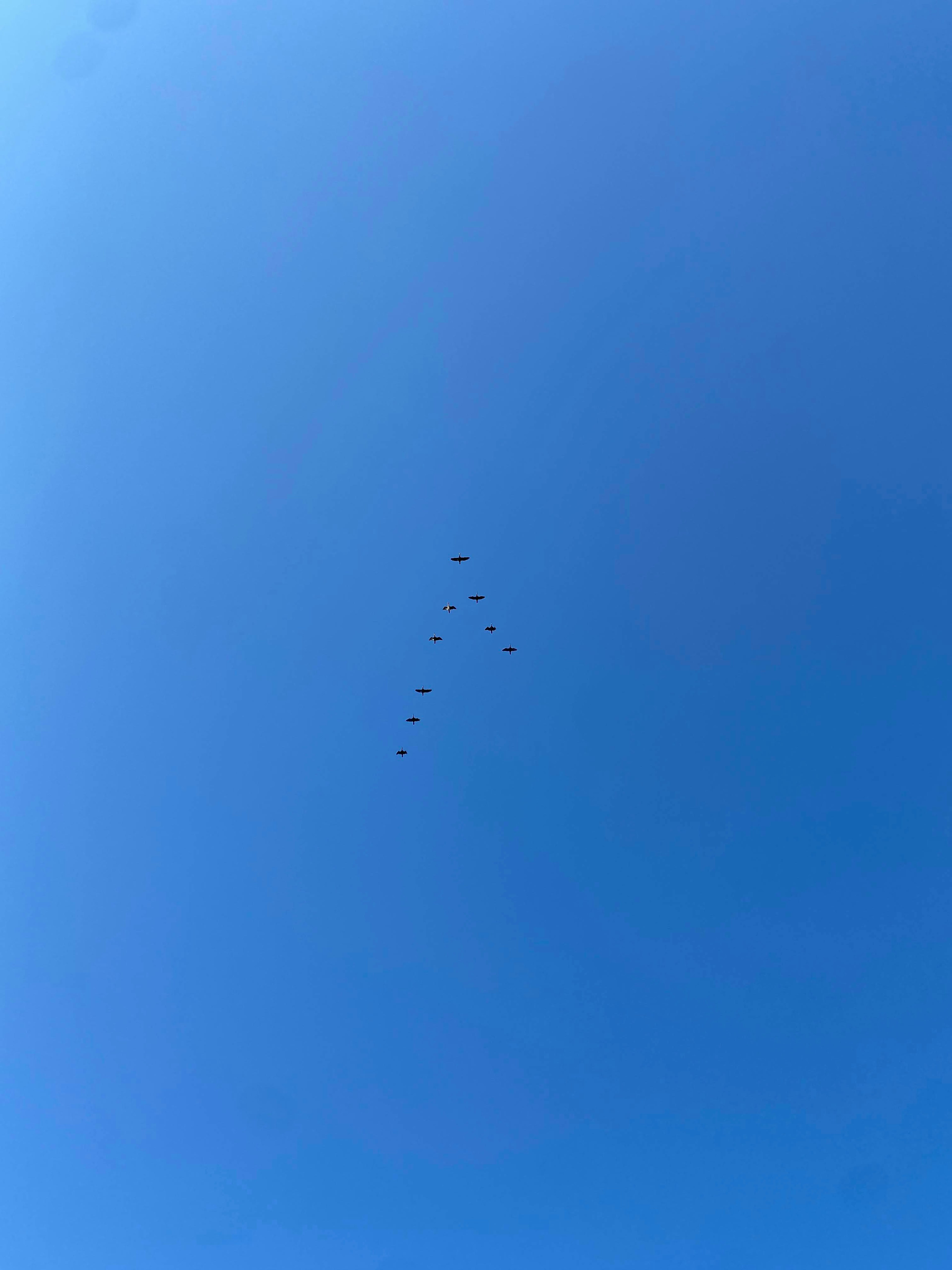 Un gruppo di uccelli che vola in un cielo blu chiaro