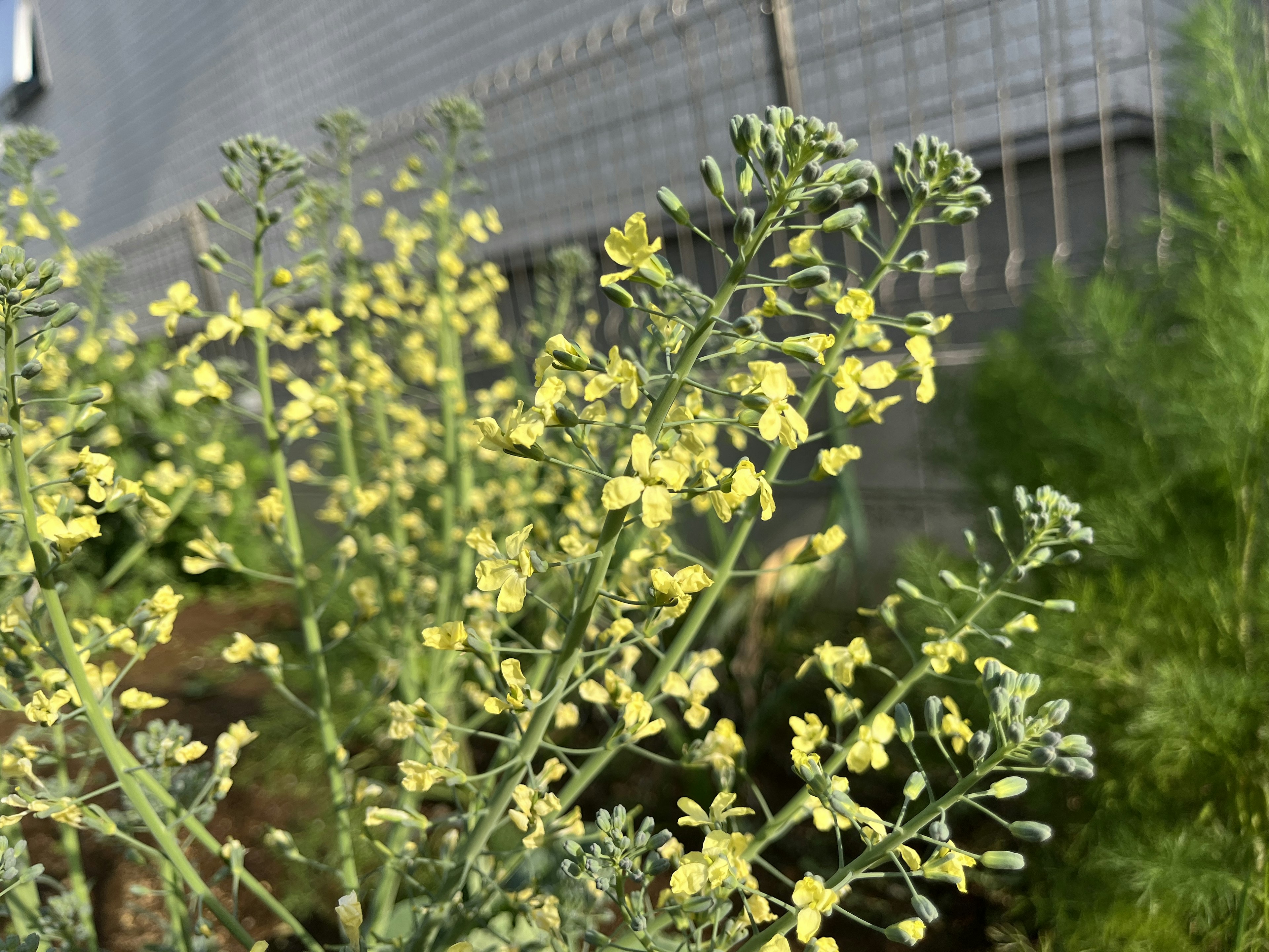 Acercamiento de una planta con flores amarillas y hojas verdes